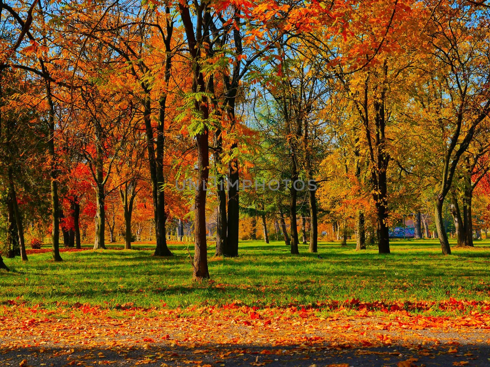 Autumn Landscape Fall Scene Trees by alex_nako