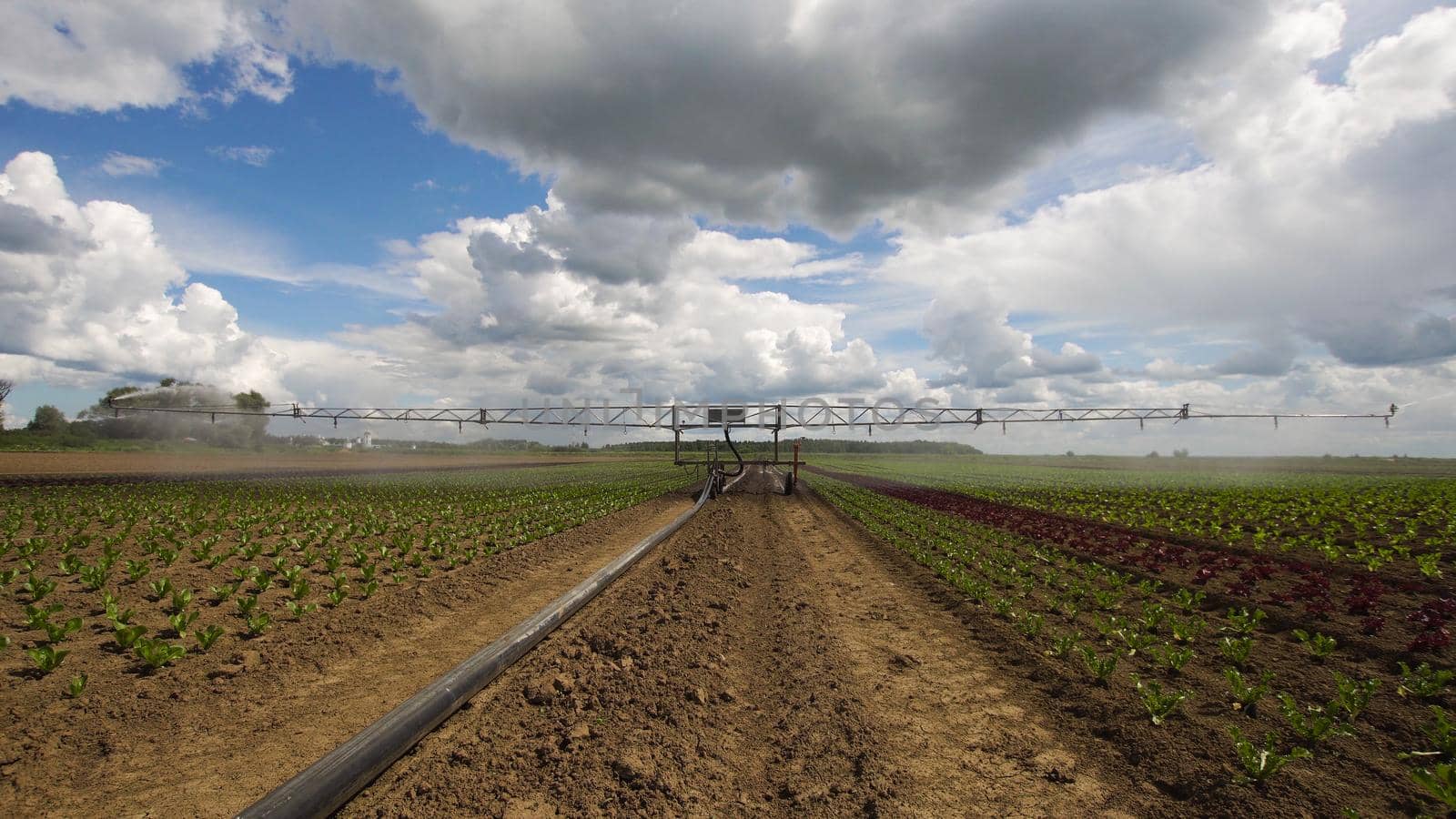 Aerial view: Crop Irrigation using the center pivot sprinkler system. An irrigation pivot watering salad, lettuce field. Irrigation system watering farm field.