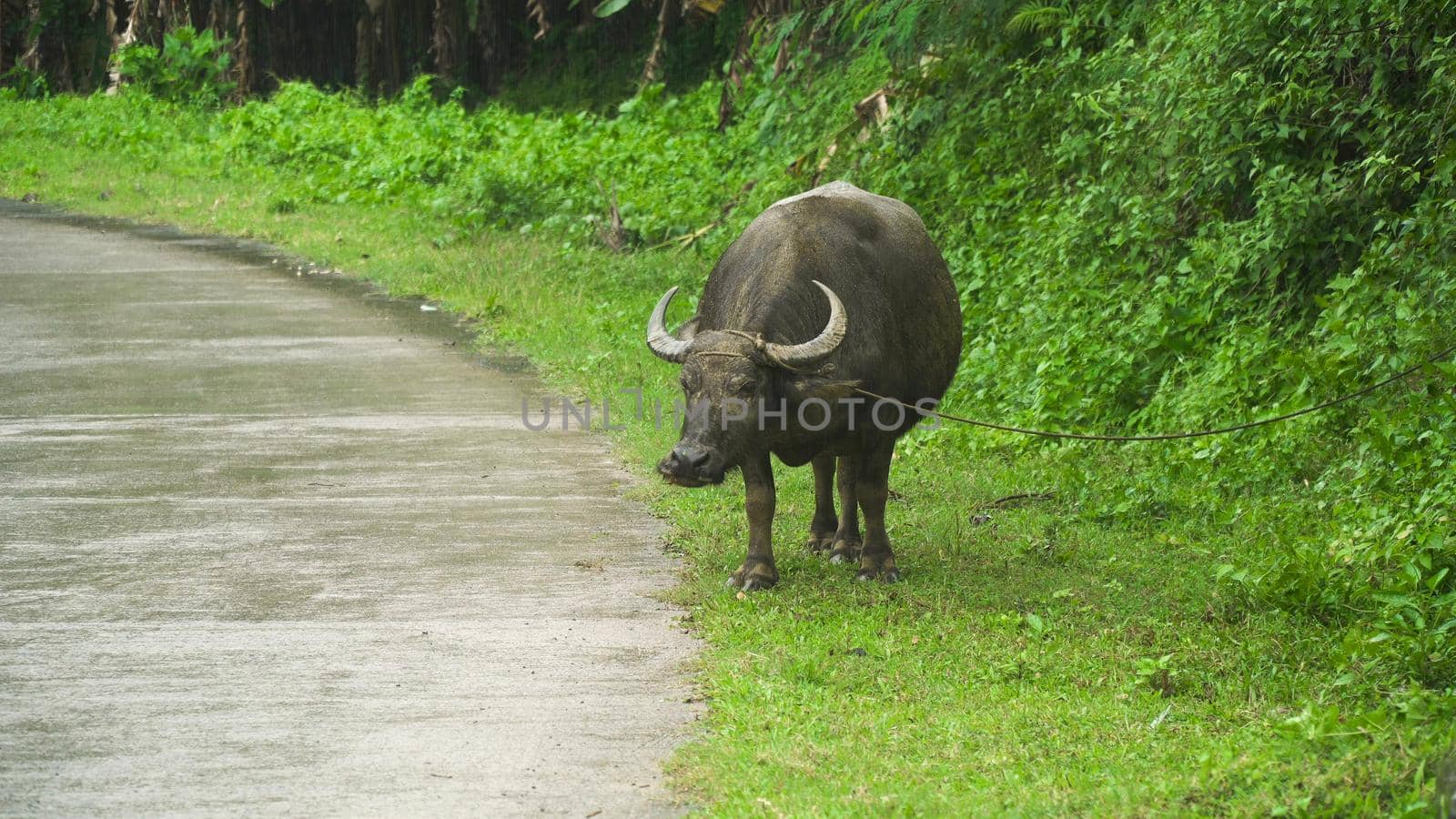 Bull grazing near a rural road and eats green grass. Asian bull eats the grass during a tropical rain.
