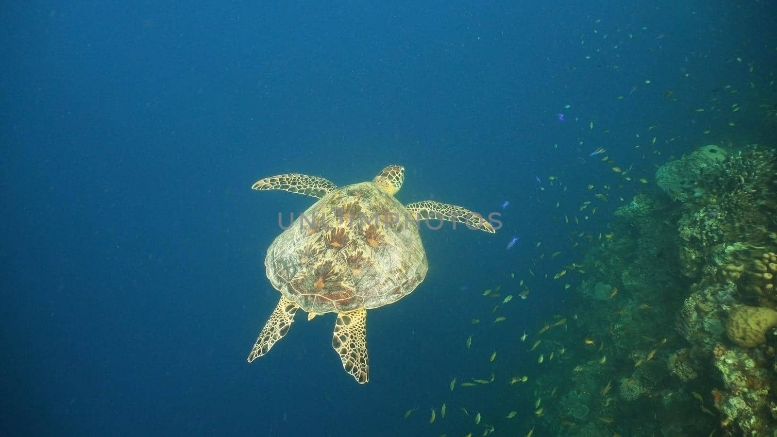 Sea turtle swimming underwater in the sea. Turtle moves its flippers in the ocean under water in the rays of the sun. Wonderful and beautiful underwater world. Diving and snorkeling the tropical sea. Philippines.