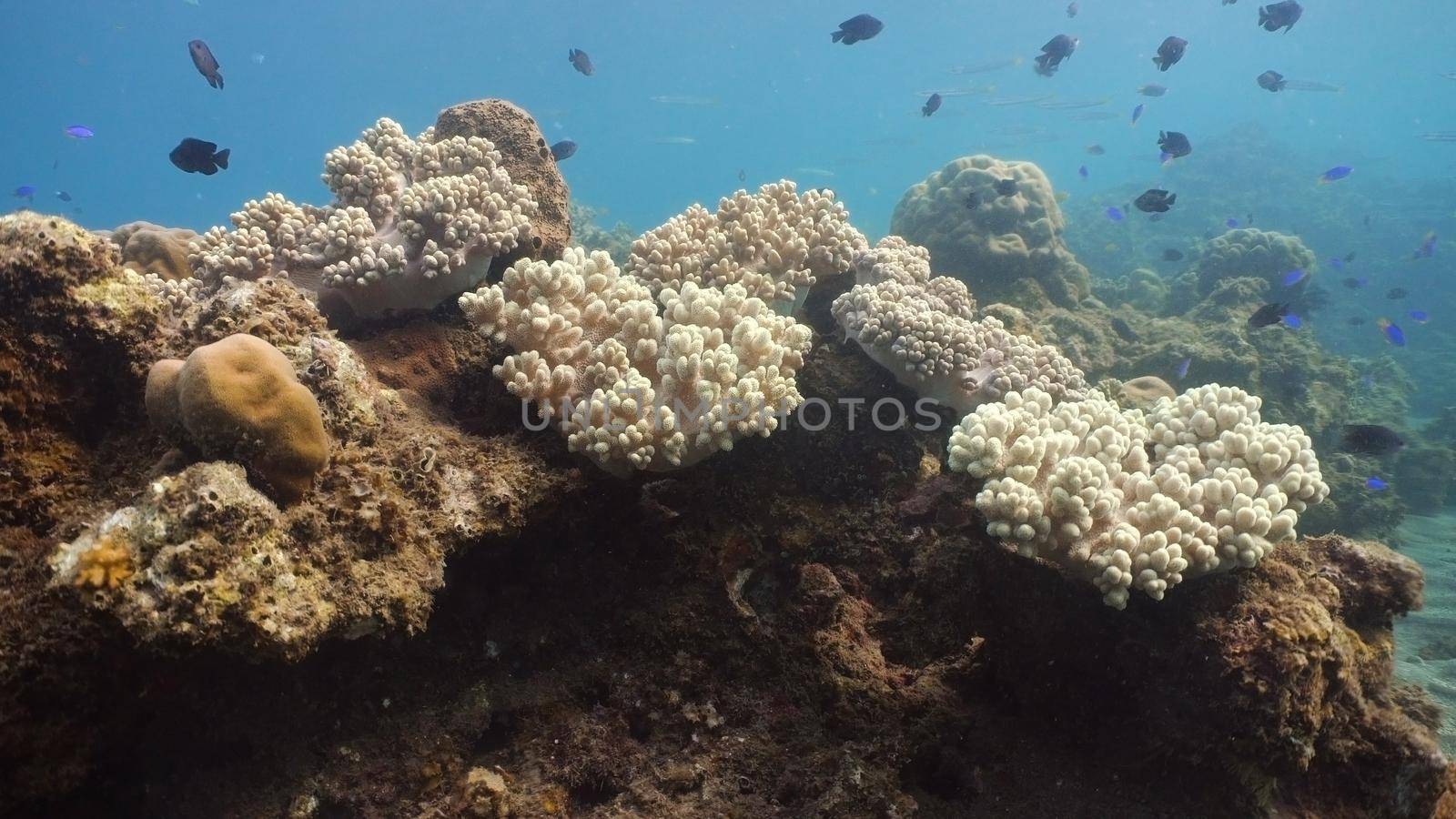 Fish and coral reef. Tropical fish on a coral reef. Wonderful and beautiful underwater world with corals and tropical fish. Hard and soft corals. Diving and snorkeling in the tropical sea. Travel concept.