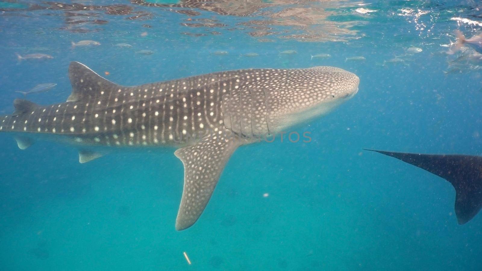 Whale Shark swimming in the clear blue water. Rhincodon typus. Whale shark underwater. Philippines, Oslob.. Wonderful and beautiful underwater world.