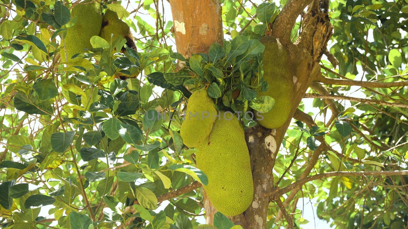 Jackfruit Tree and young Jackfruits. Tree branch full of jack fruits. Philippines,Palawan, Busuanga.