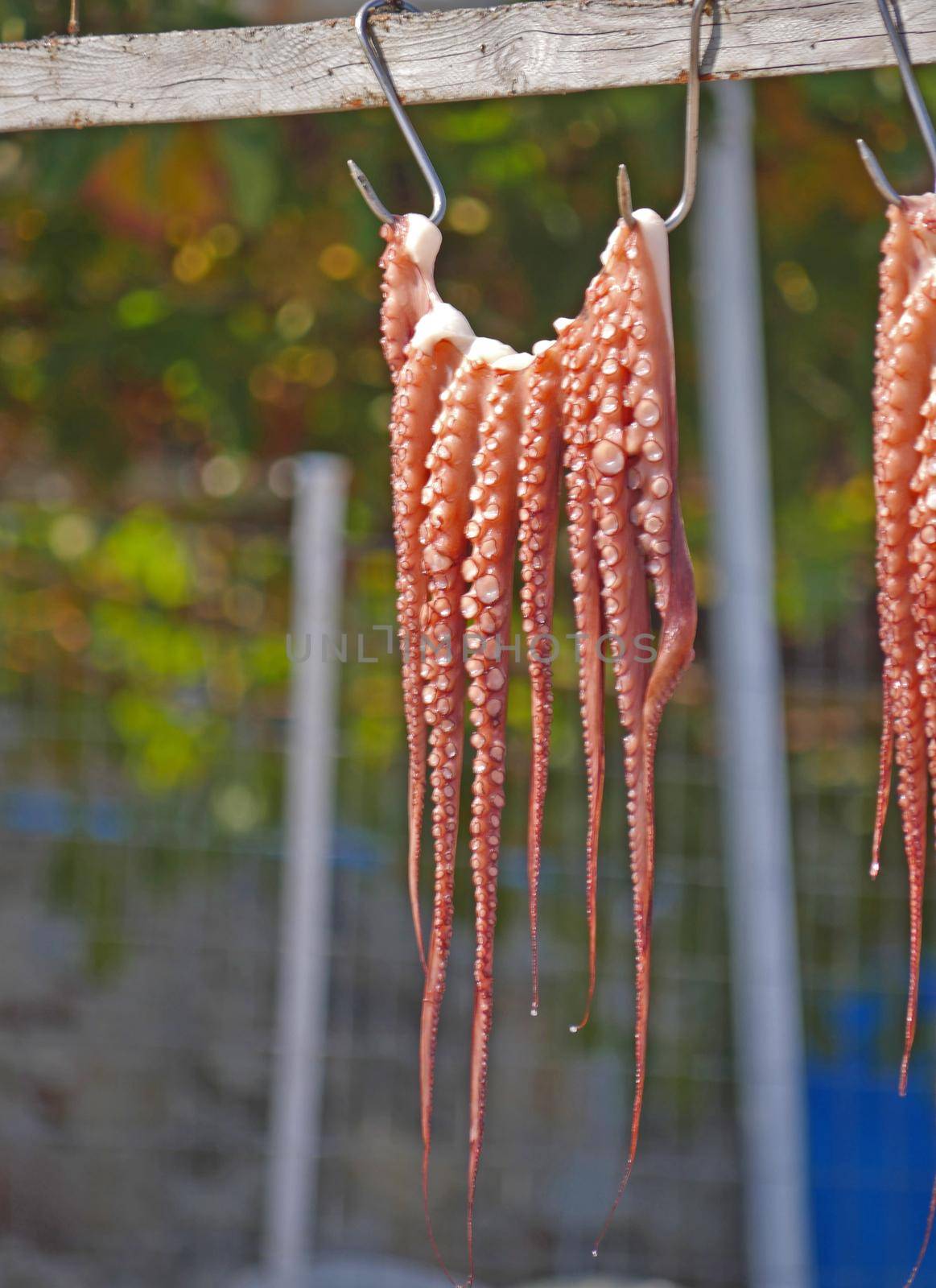 Octopus drying on a rope by alex_nako