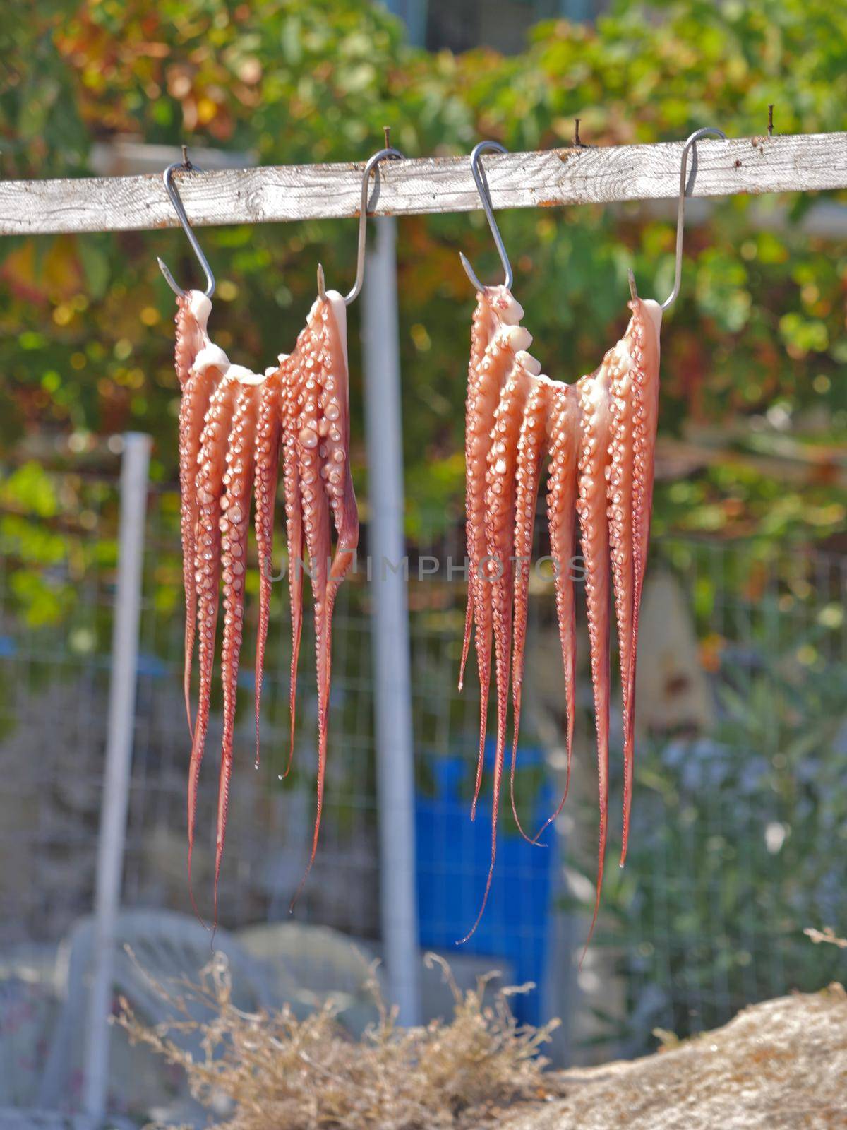 Octopus drying on a rope by alex_nako