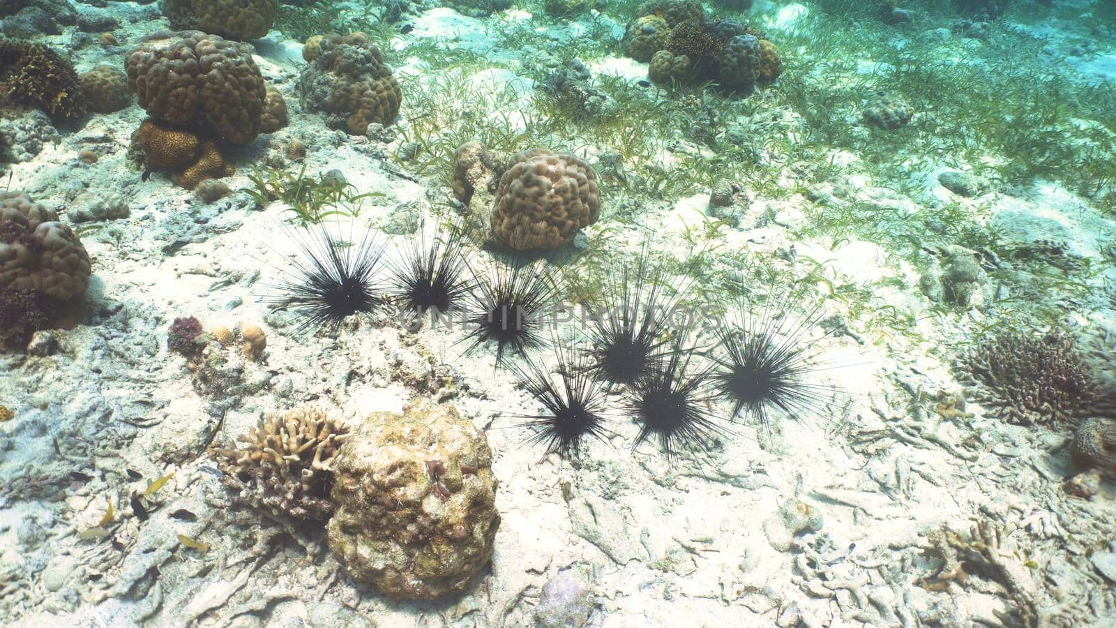 Black sea urchin under water among coral. Wonderful and beautiful underwater world with corals and tropical fish. Diving and snorkeling in the tropical sea. Philippines.