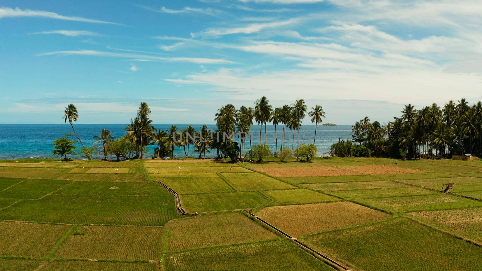 Landscape with rice field and palm trees by the sea. Rice plantations on Camiguin Island, Philippines, aerial view.