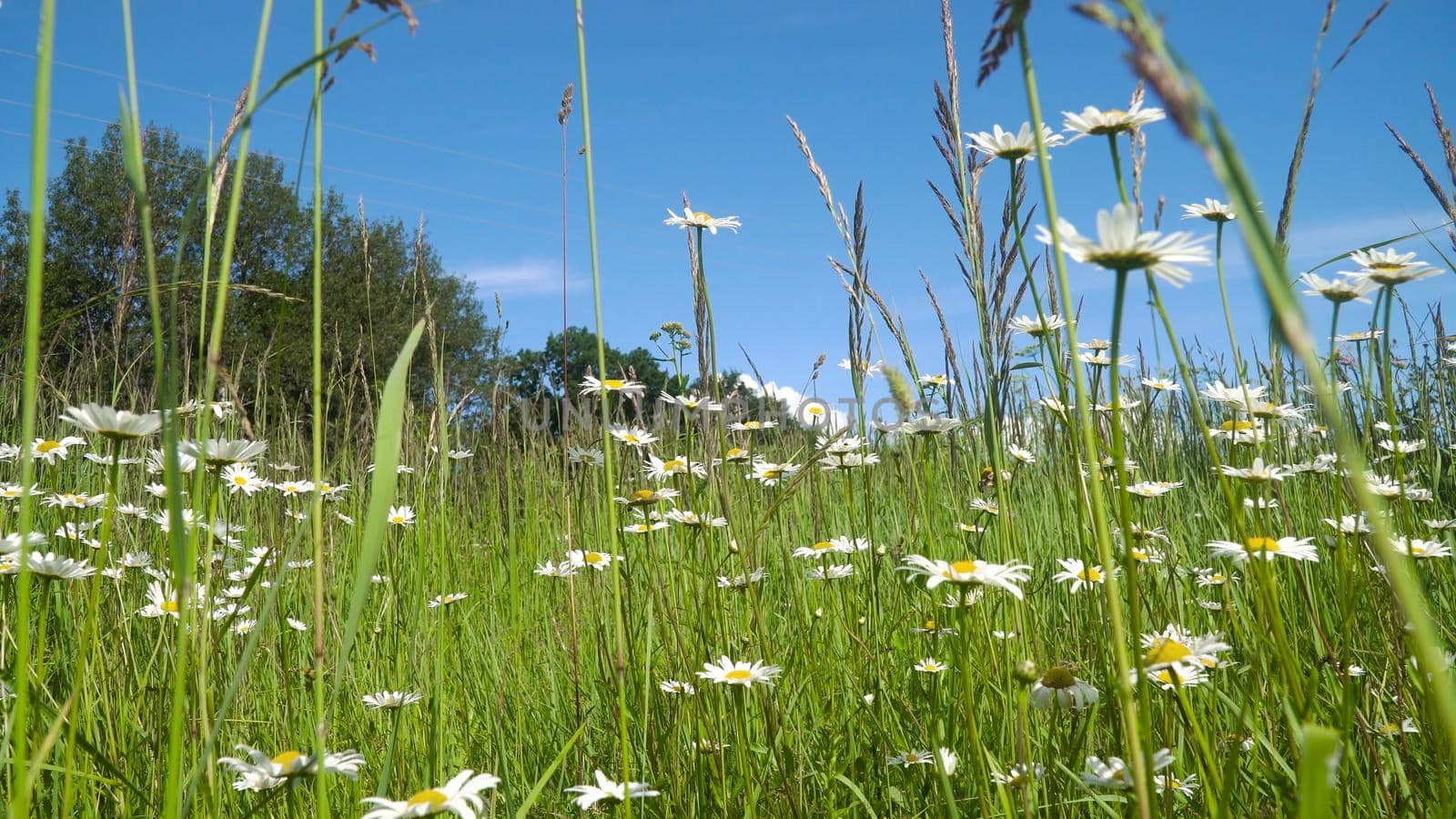 White camomiles on the field in a summer sunny day.