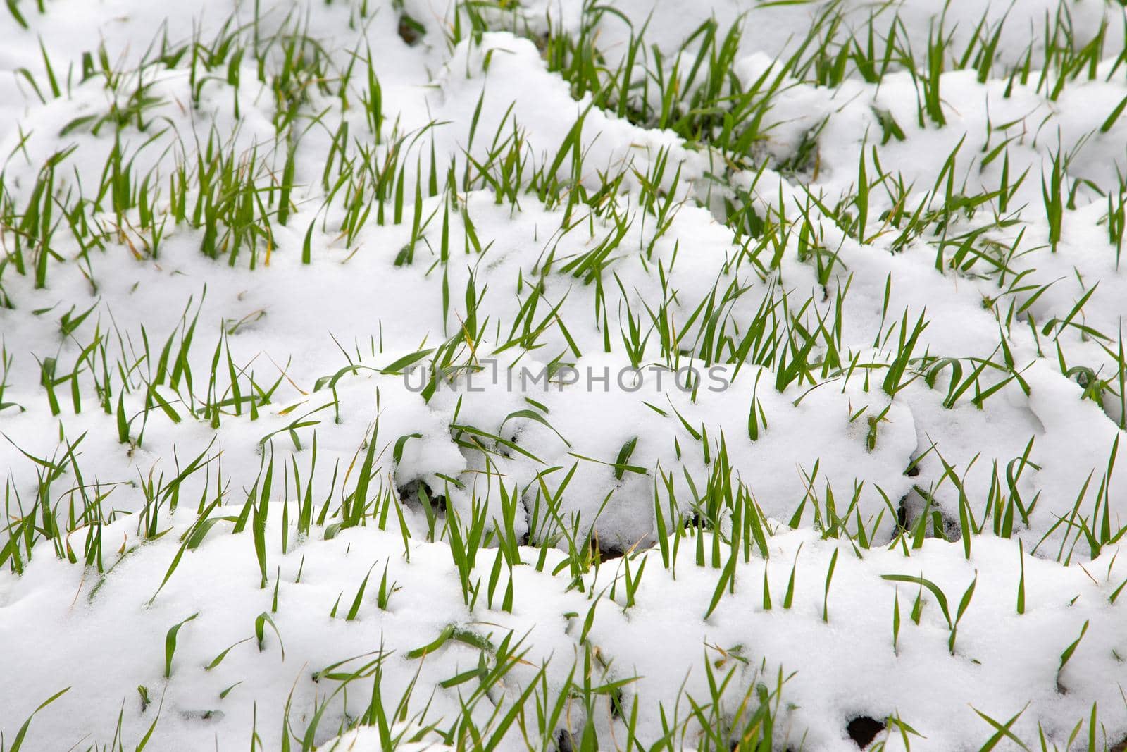 Winter crop covered by snow. Winter field, green shoots. UK, Suffolk. Close up young plants