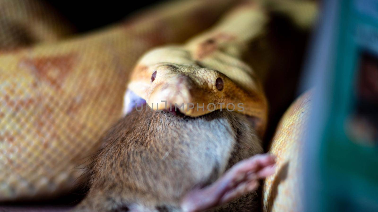 boa constrictor eats a rat. high quality close up photo by mynewturtle1