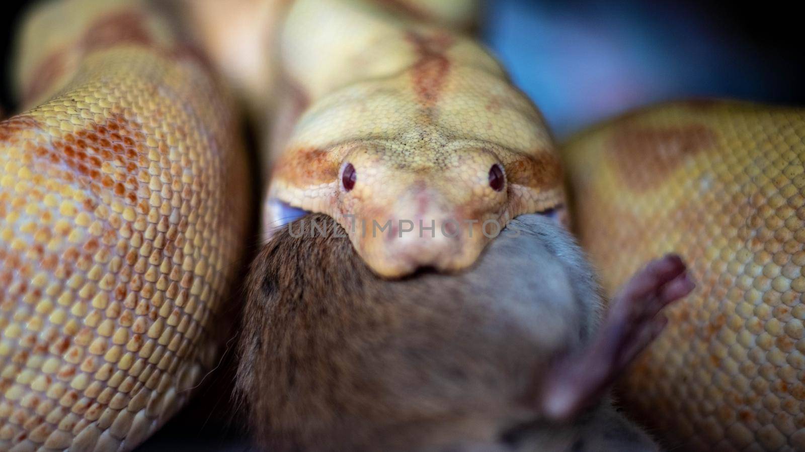 boa constrictor eats a rat. high quality close up photo by mynewturtle1