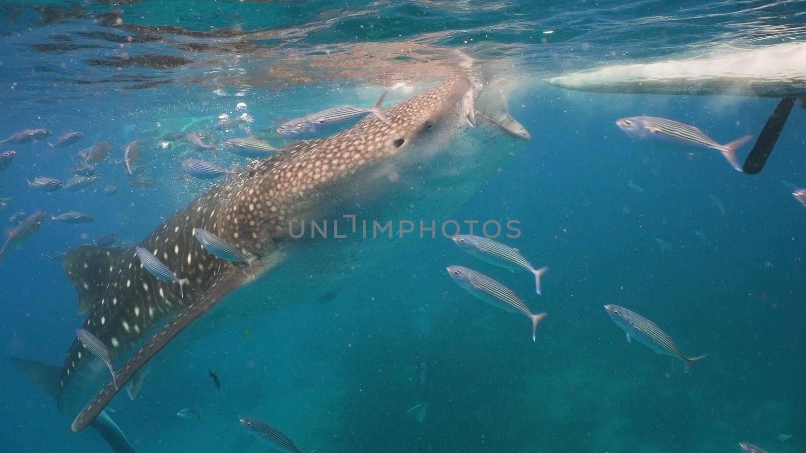 Whale Shark swimming in the clear blue water. Rhincodon typus. Whale shark underwater. Philippines, Oslob.. Wonderful and beautiful underwater world.