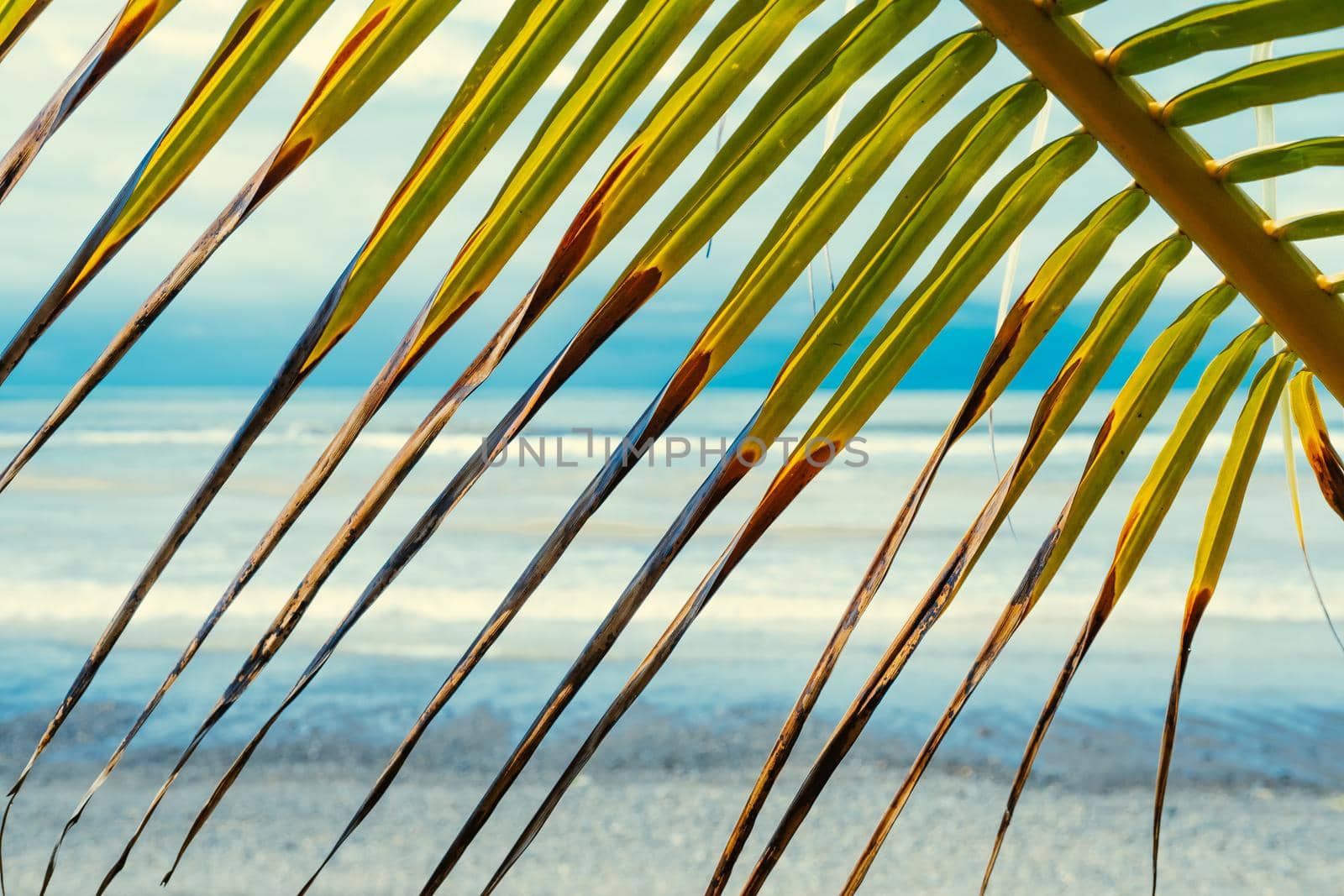 Photography of palm leaf and ocean behind it. High quality photo