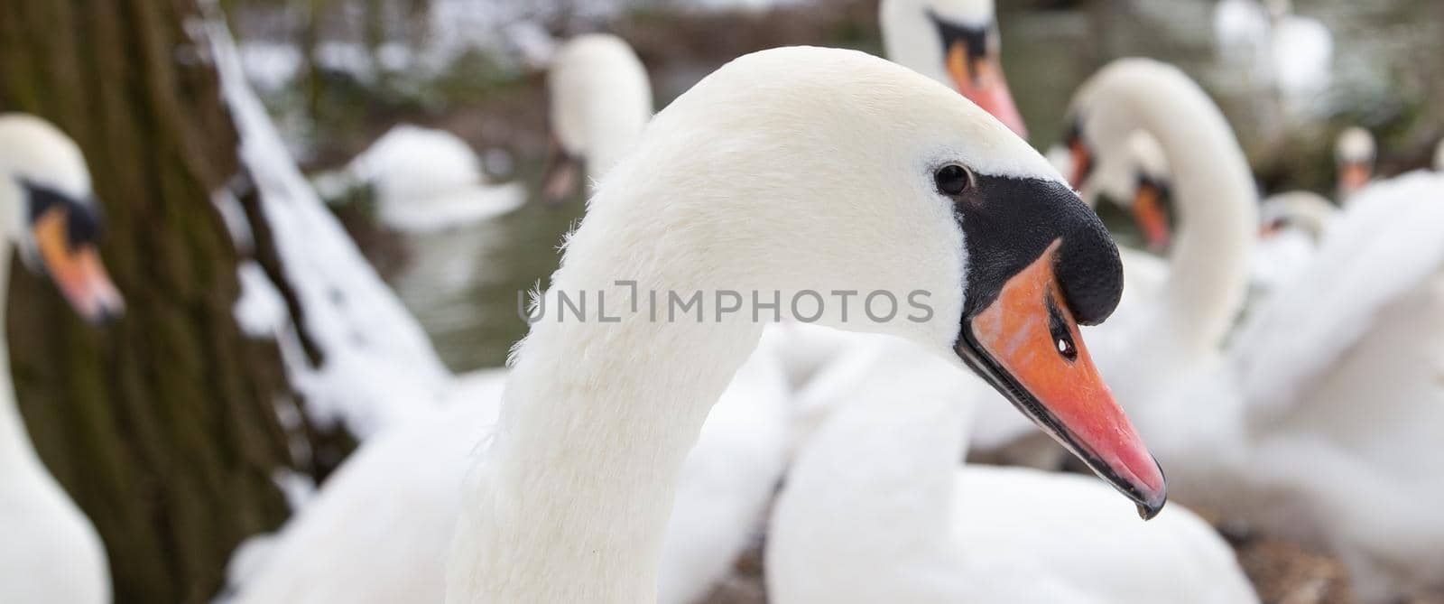 White swan, close up. UK Winter time