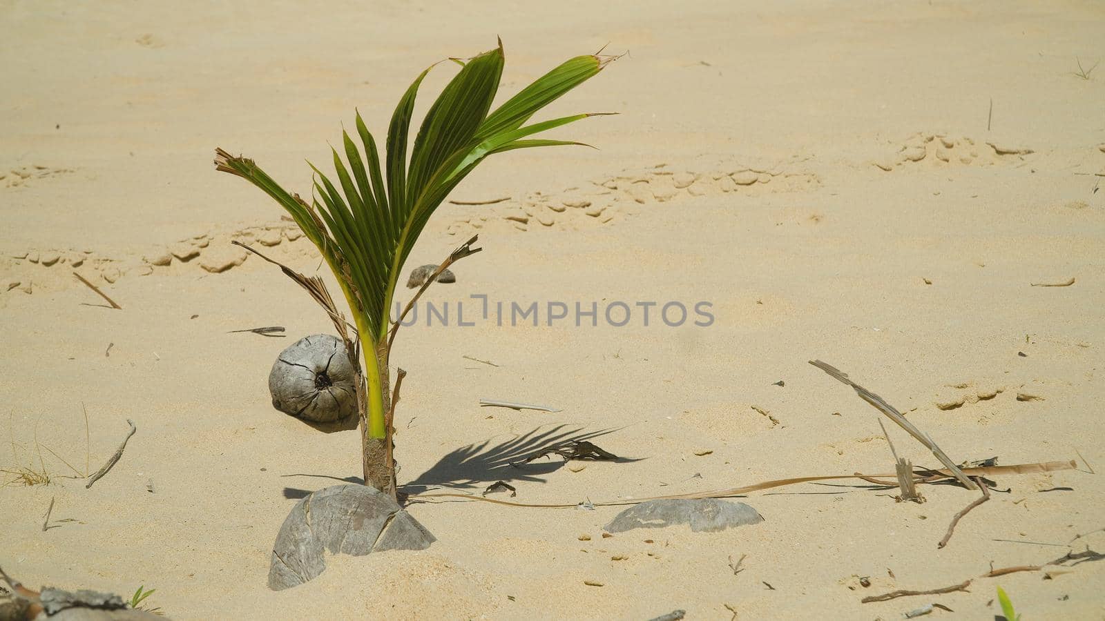 Coconut sprout growing on a tropical beach. Summer and travel vacation concept