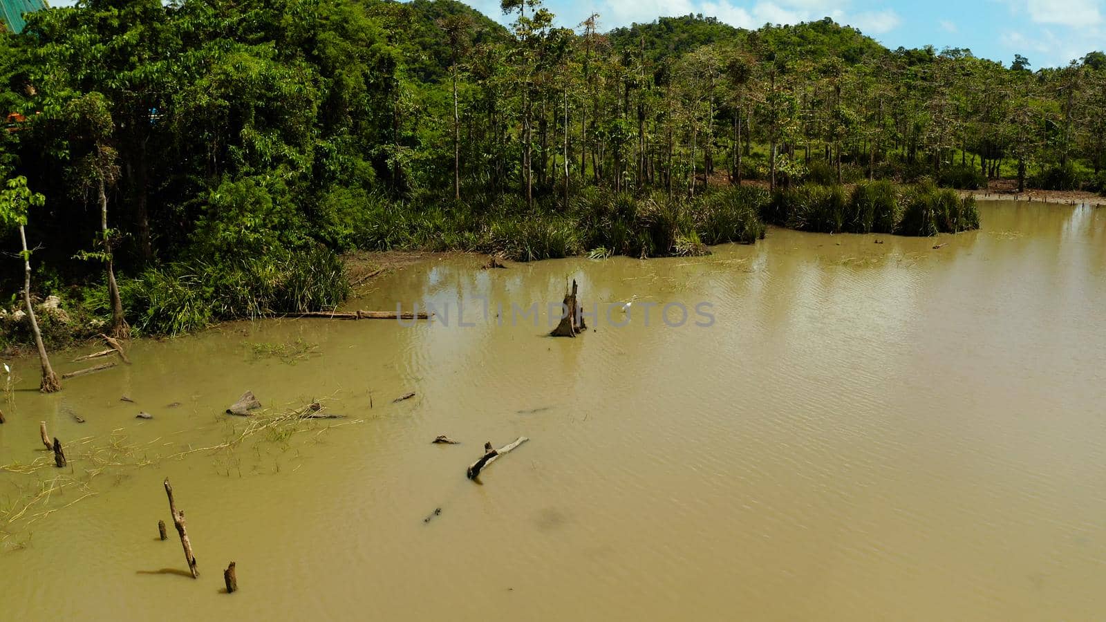 Marshland in the jungle. A unique ecosystem on the island of Siargao, the Philippines.