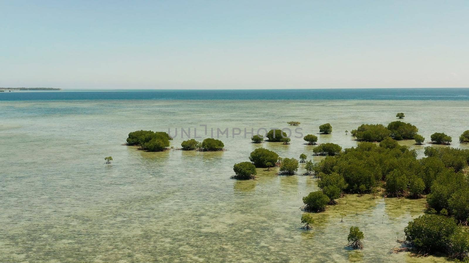 Mangrove trees on coral reef surrounded by sea blue water, top view. Mangrove landscape, Philippines.