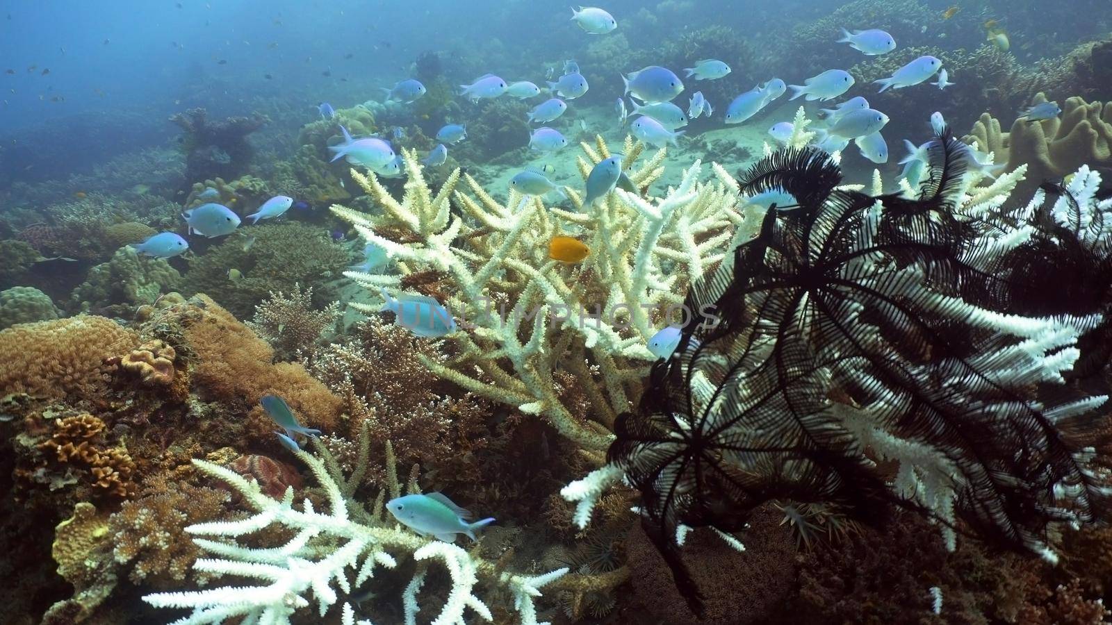 Fish and coral reef. Tropical fish on a coral reef. Wonderful and beautiful underwater world with corals and tropical fish. Hard and soft corals. Diving and snorkeling in the tropical sea. Travel concept.