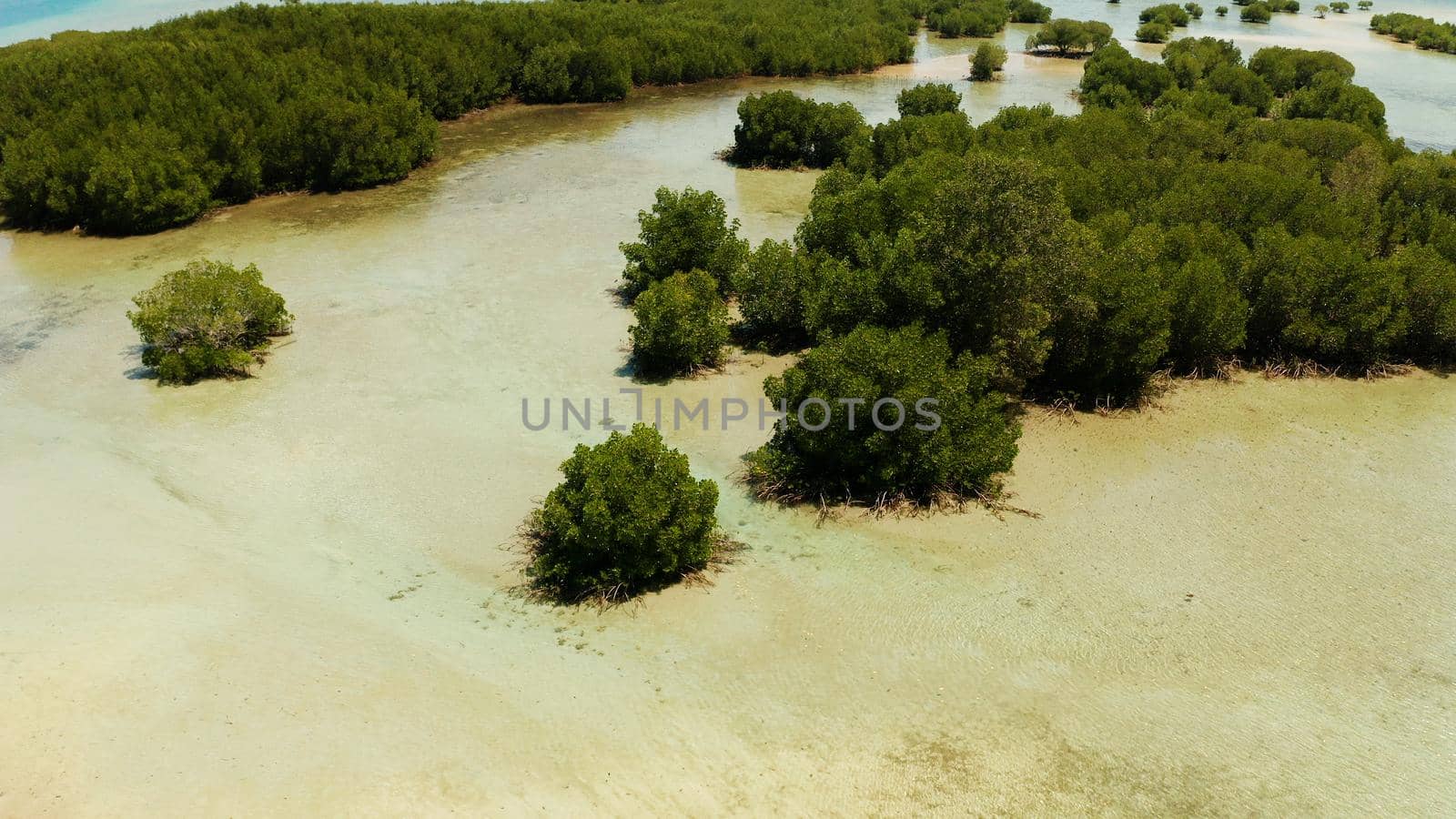 Mangrove trees on coral reef surrounded by sea blue water, top view. Mangrove landscape, Philippines.