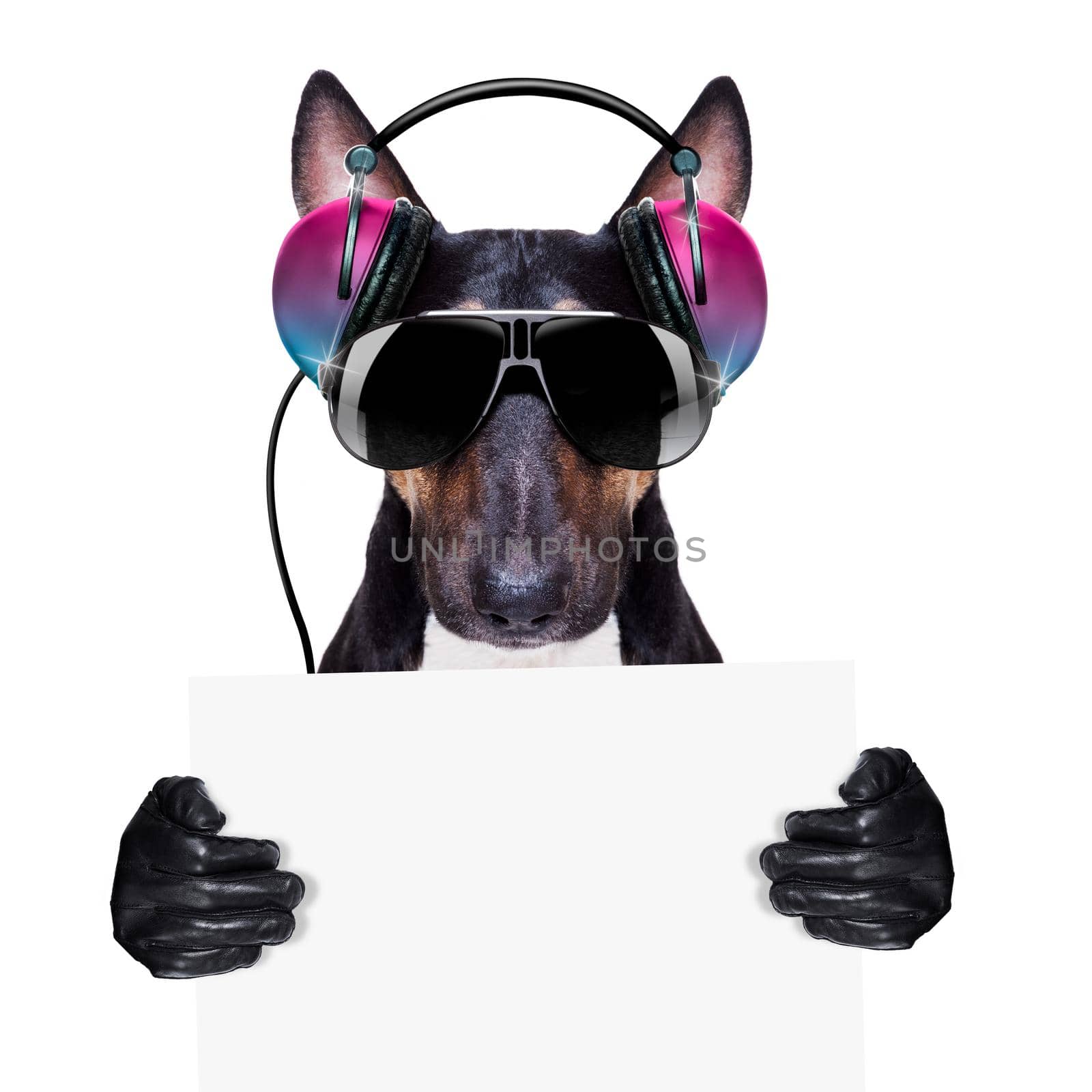 Dj bull terrier dog playing music in a club with disco ball , isolated on white background, making a selfie