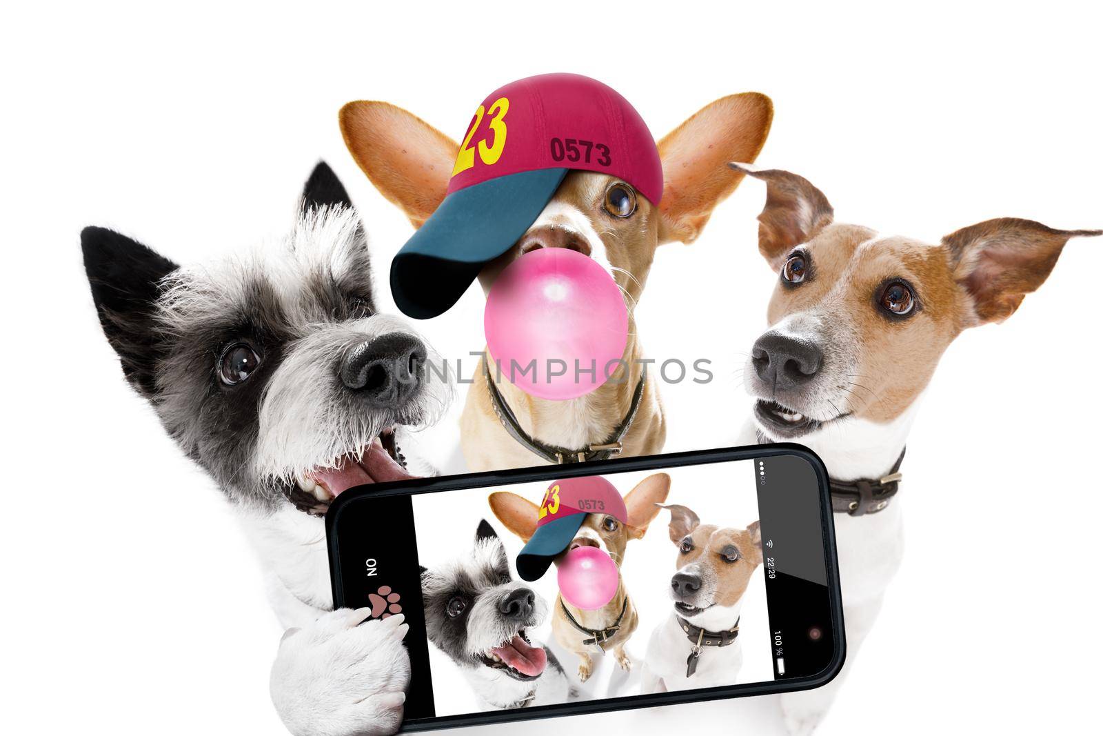 team group row of dogs taking a selfie isolated on white background, smile and happy snapshot