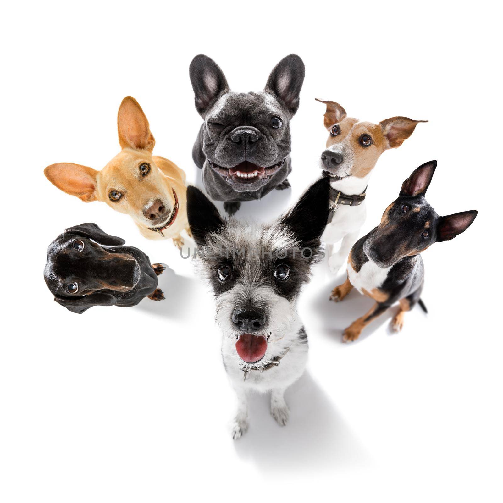 team group row of dogs taking a selfie isolated on white background, smile and happy snapshot