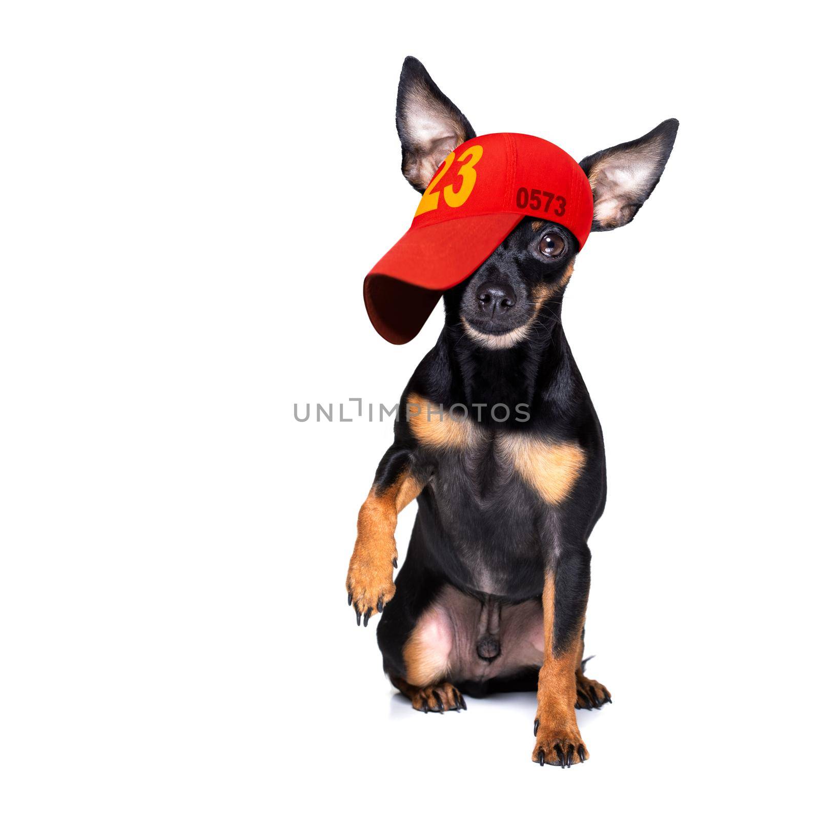 cool casual look prague ratter  dog wearing a baseball cap or hat , sporty and fit , isolated on white background waiting for a walk