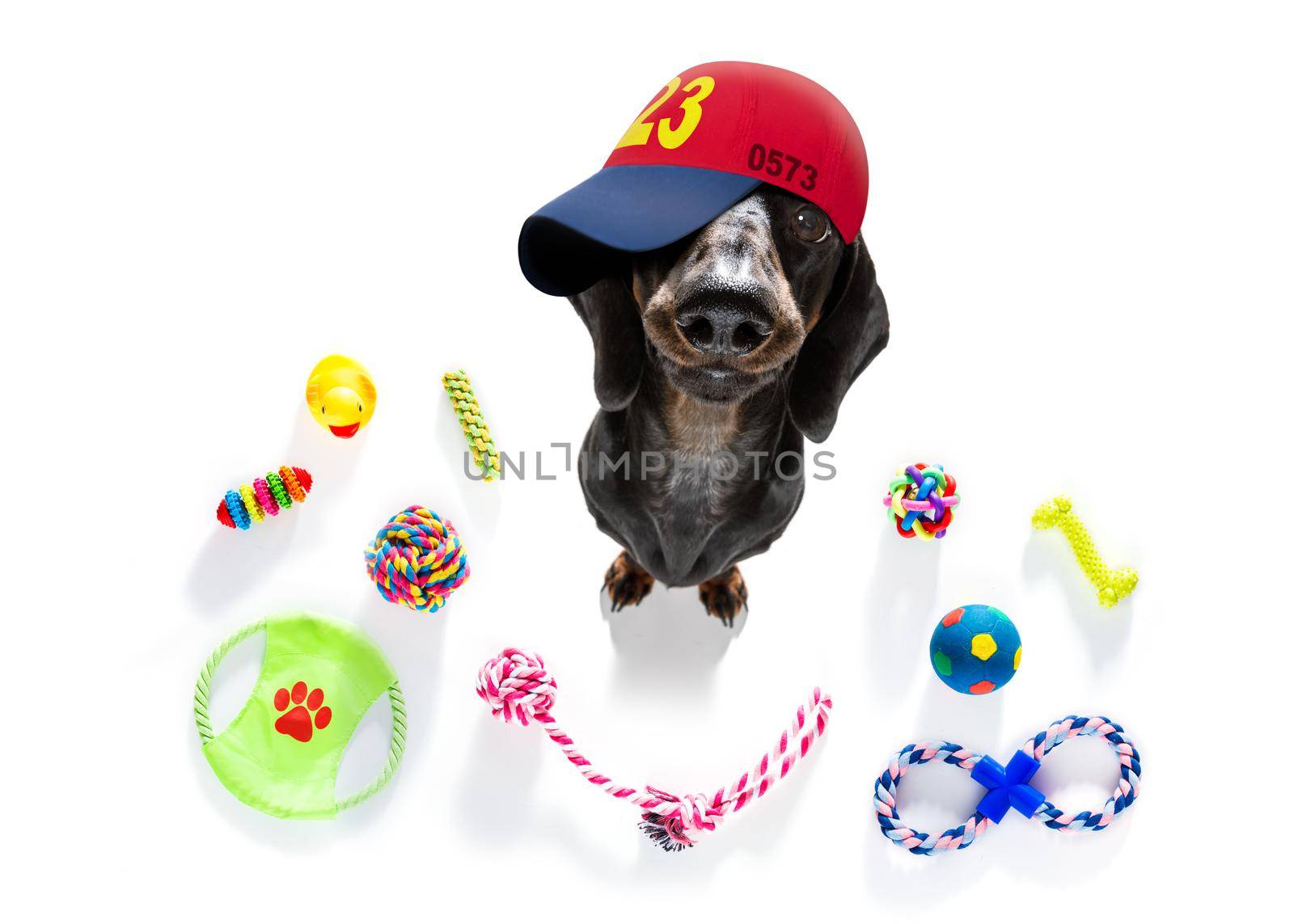 curious prague ratter dog looking up to owner waiting or sitting patient to play or go for a walk,  isolated on white background, with a lot of pet toys