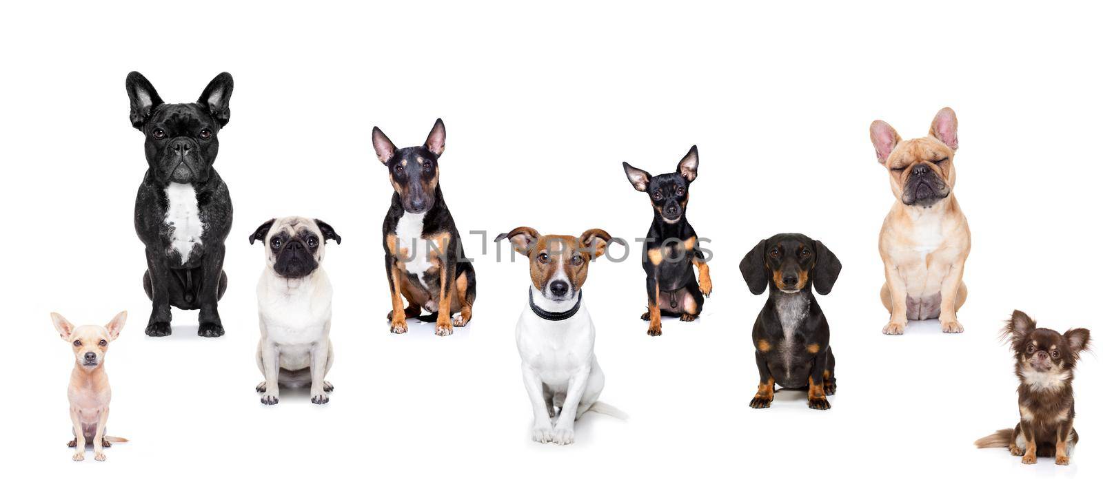 team group row of dogs taking a selfie isolated on white background, smile and happy snapshot