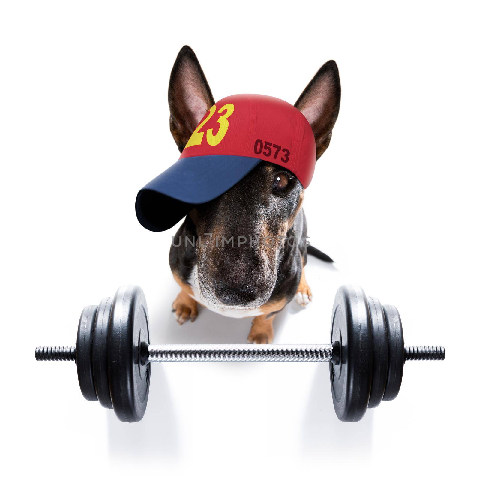 fitness bull terrier dog lifting a heavy big dumbbell, as personal trainer , isolated on white background and a banana fruit
