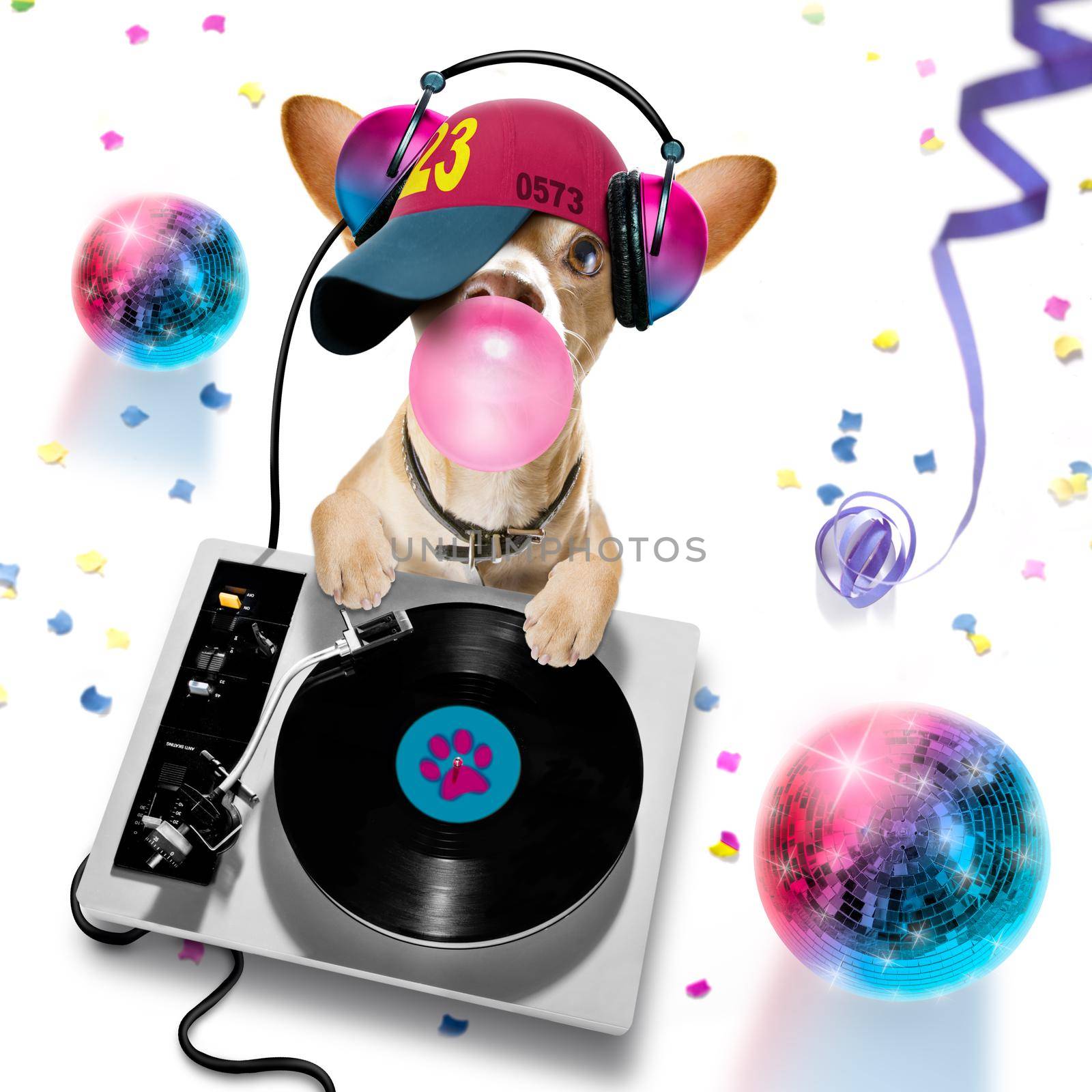 chihuahua  dog playing music in a club with disco ball , isolated on white background, with vinyl record