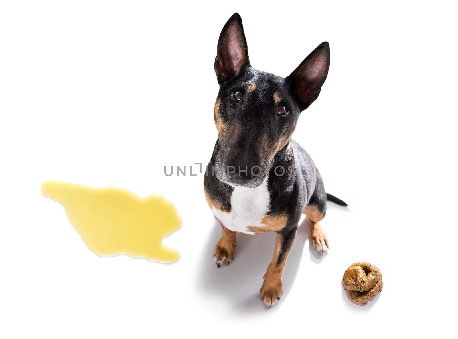dog being punished for urinate or pee  at home by his owner, isolated on white background