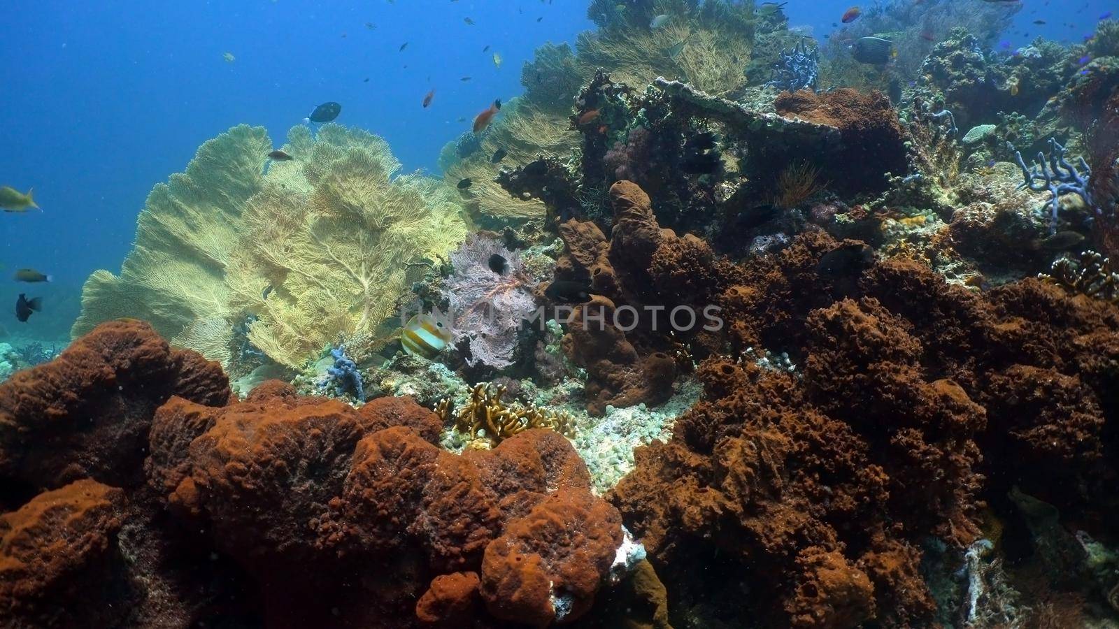 Fish and coral reef. Tropical fish on a coral reef. Wonderful and beautiful underwater world with corals and tropical fish. Hard and soft corals. Diving and snorkeling in the tropical sea. Travel concept.