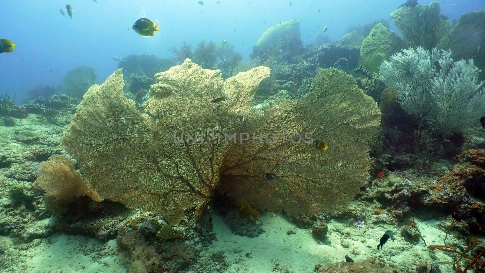 Fish and coral reef. Tropical fish on a coral reef. Wonderful and beautiful underwater world with corals and tropical fish. Hard and soft corals. Diving and snorkeling in the tropical sea. Travel concept.