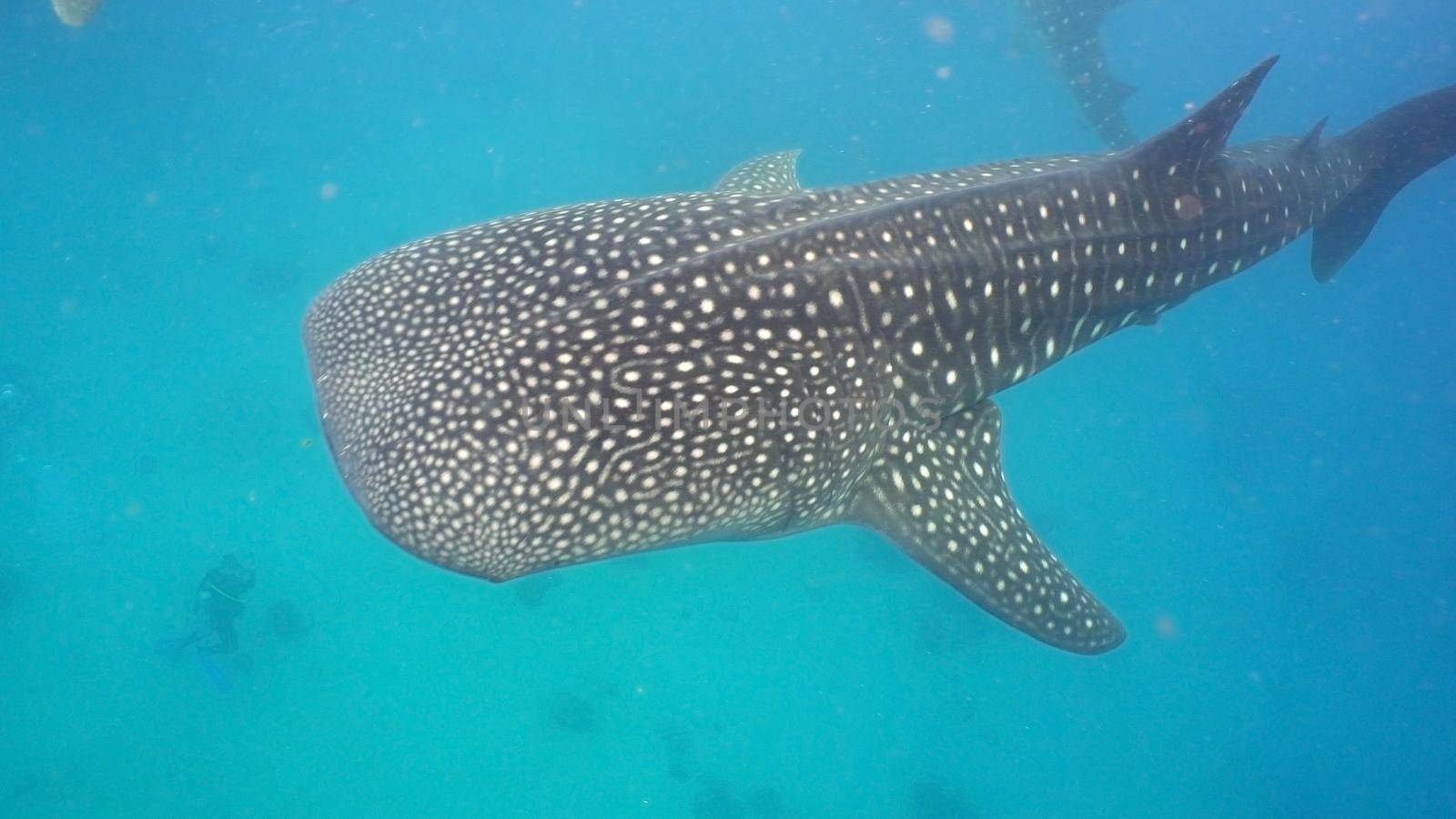 Whale Shark swimming in the clear blue water. Rhincodon typus. Whale shark underwater. Philippines, Oslob.. Wonderful and beautiful underwater world.