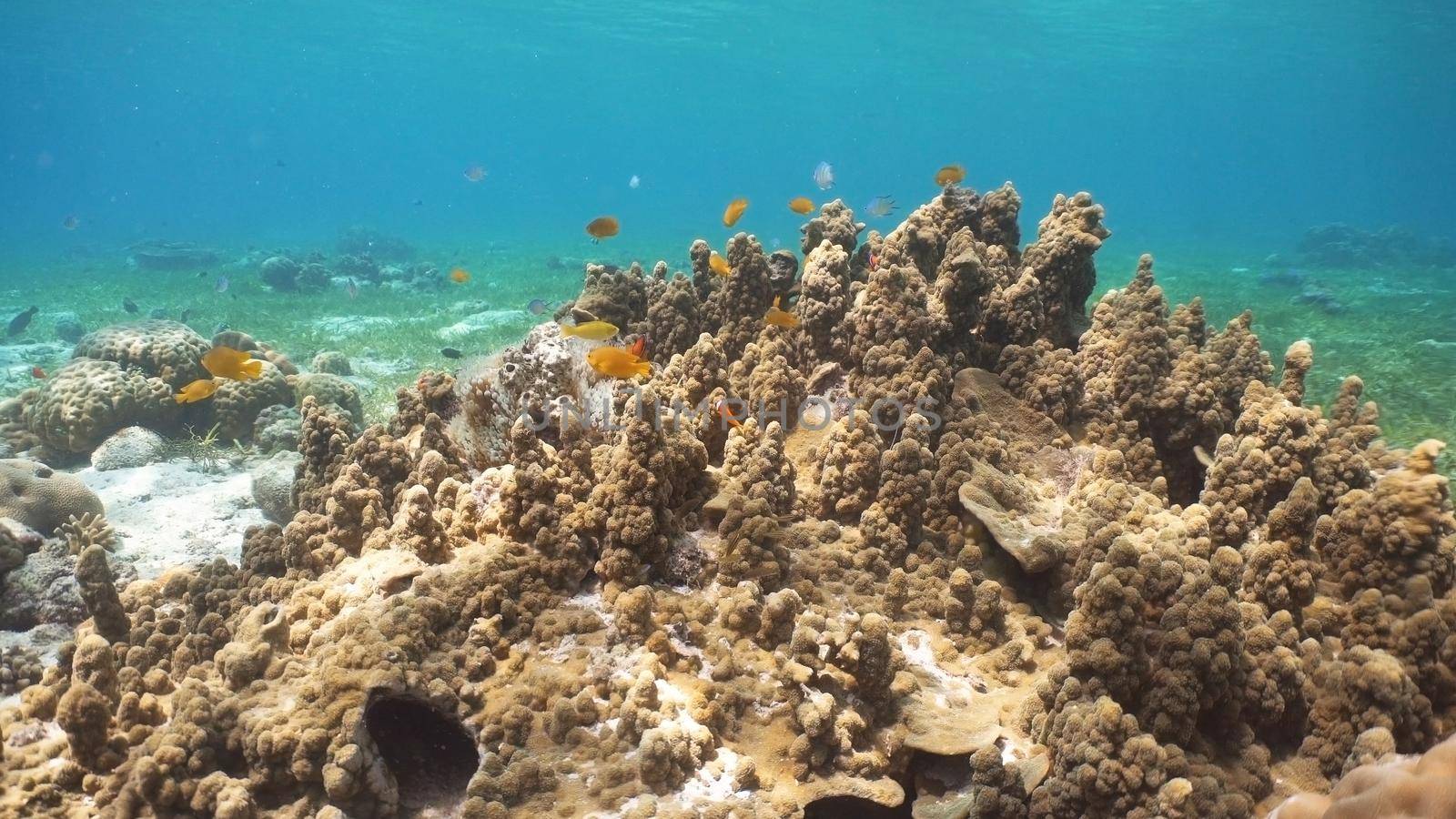 Fish and coral reef. Tropical fish on a coral reef. Wonderful and beautiful underwater world with corals and tropical fish. Hard and soft corals. Diving and snorkeling in the tropical sea. Travel concept.