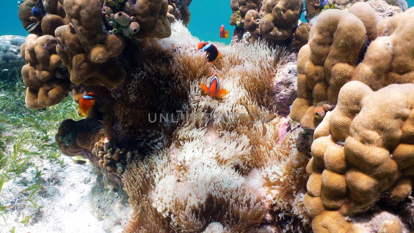 Clown Anemonefish, in their Sea Anemone. Amphiprion percula.Underwater coral garden with anemone and a pair of yellow clownfish. Clown Anemonefish, swimming among the tentacles of its anemone home. Travel concept.
