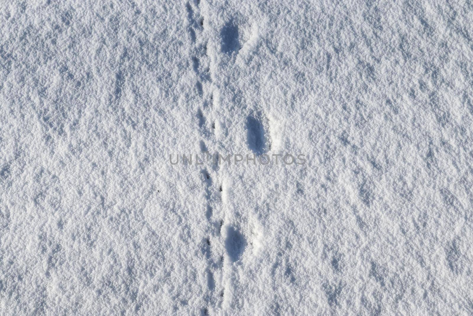 Footprints of animals and birds in fresh white snow in winter by MP_foto71