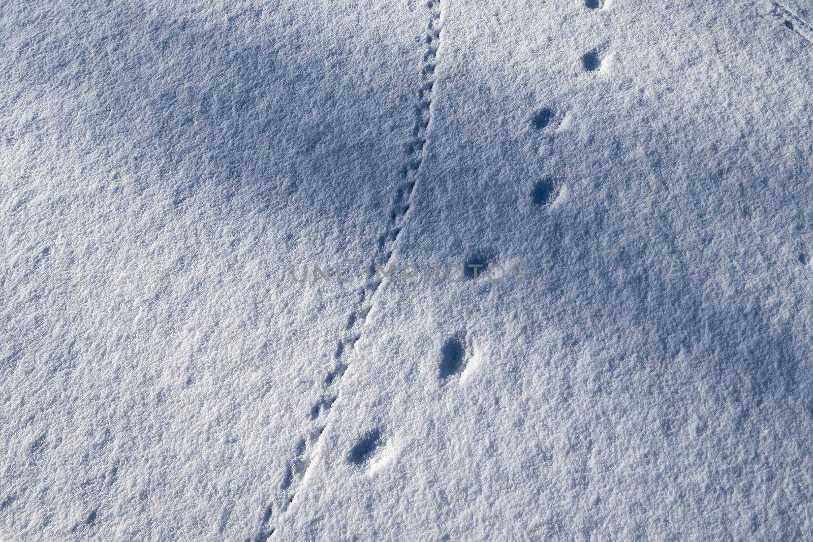 Footprints of animals and birds in fresh white snow in winter by MP_foto71