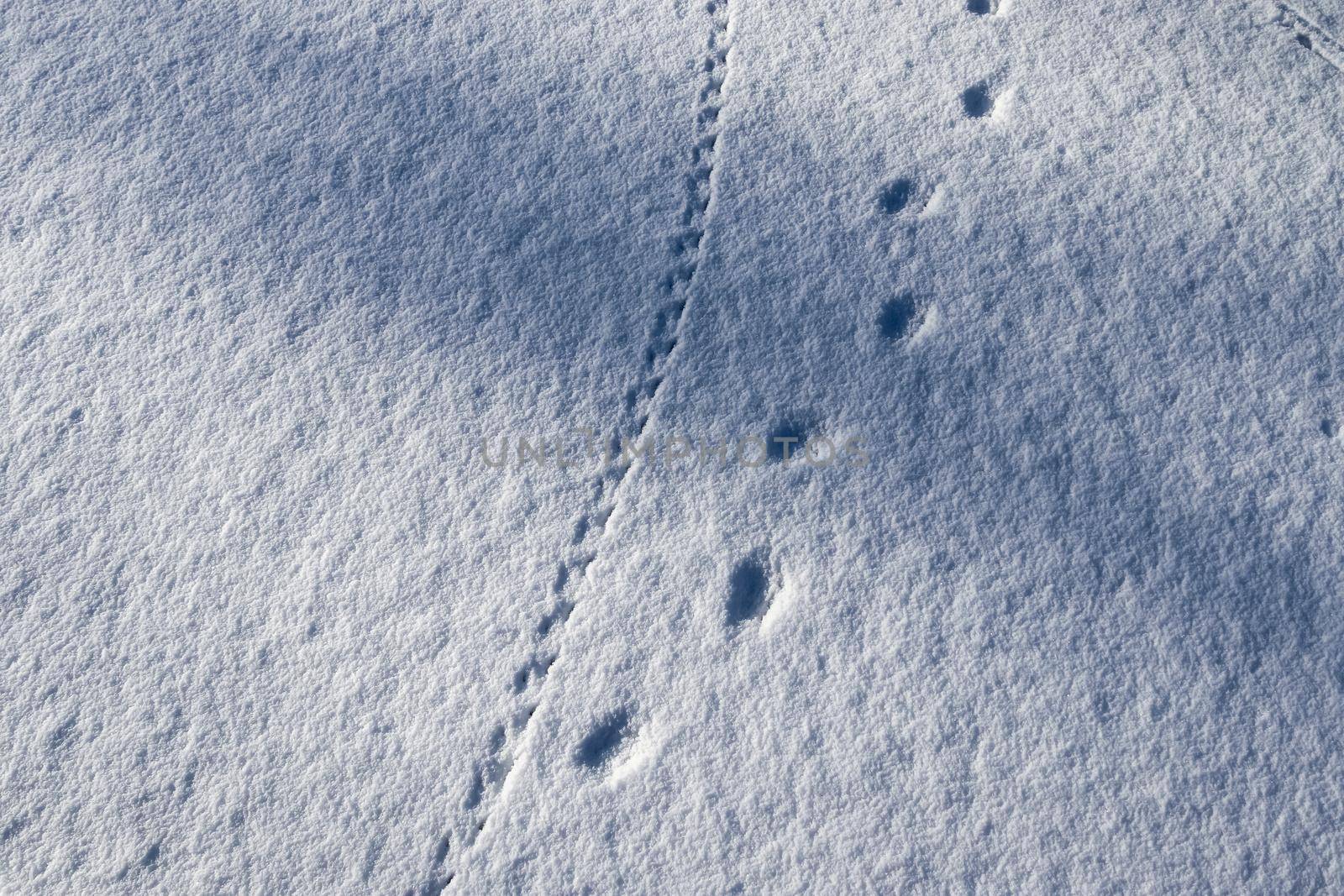 Footprints of animals and birds in fresh white snow in winter.