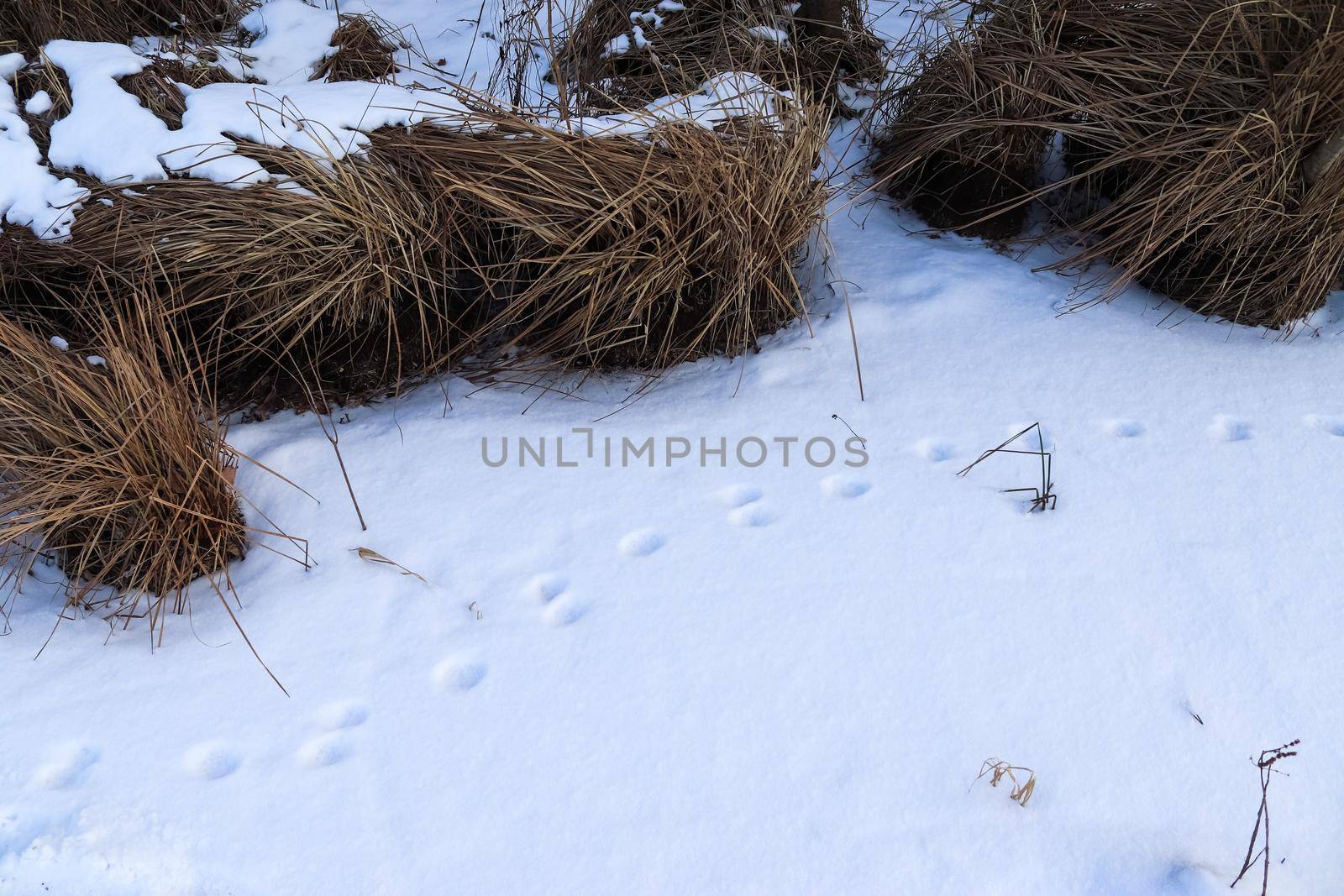 Footprints of animals and birds in fresh white snow in winter.