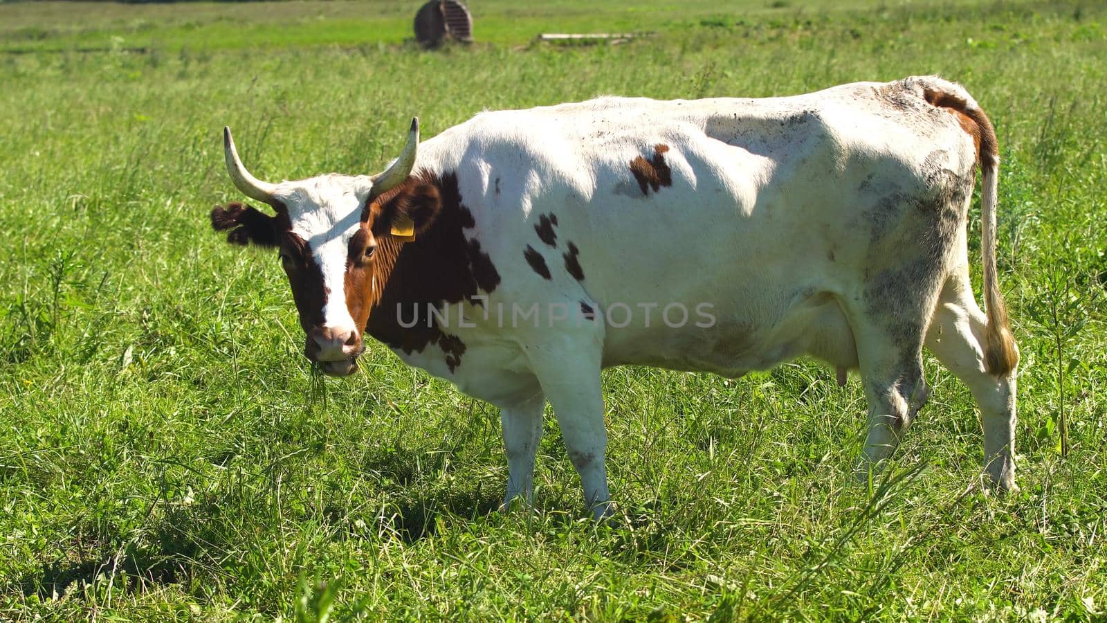 Cows graze on a green pasture on a summer day. Herd cows on a summer pasture. 4K video.