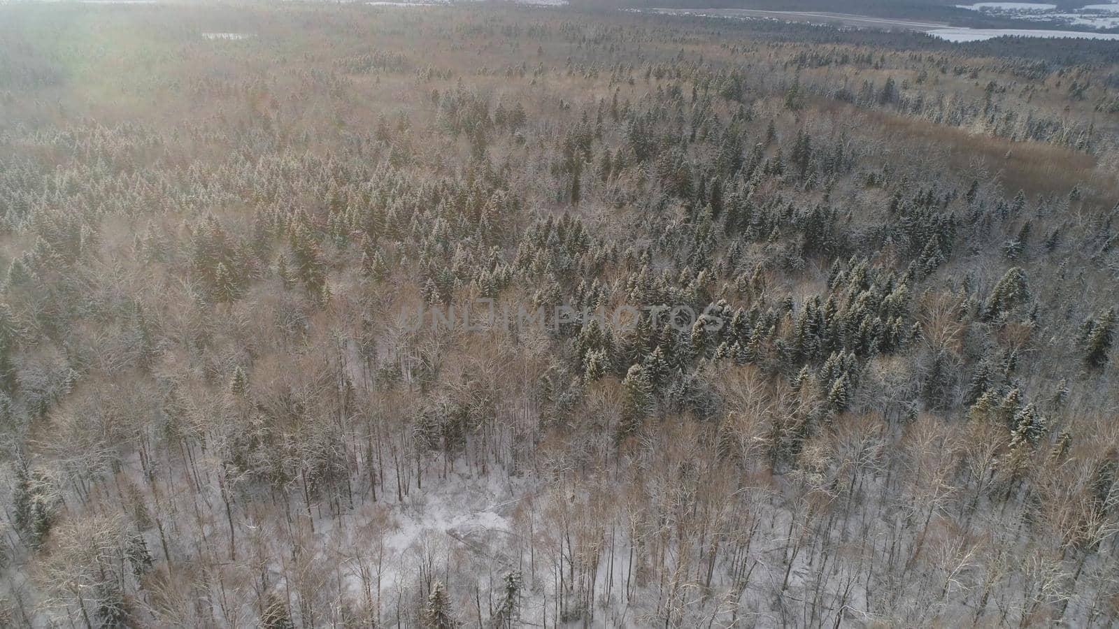 Aerial view: winter forest. Snowy tree branch in a view of the winter forest. Winter landscape, forest, trees covered with frost, snow.
