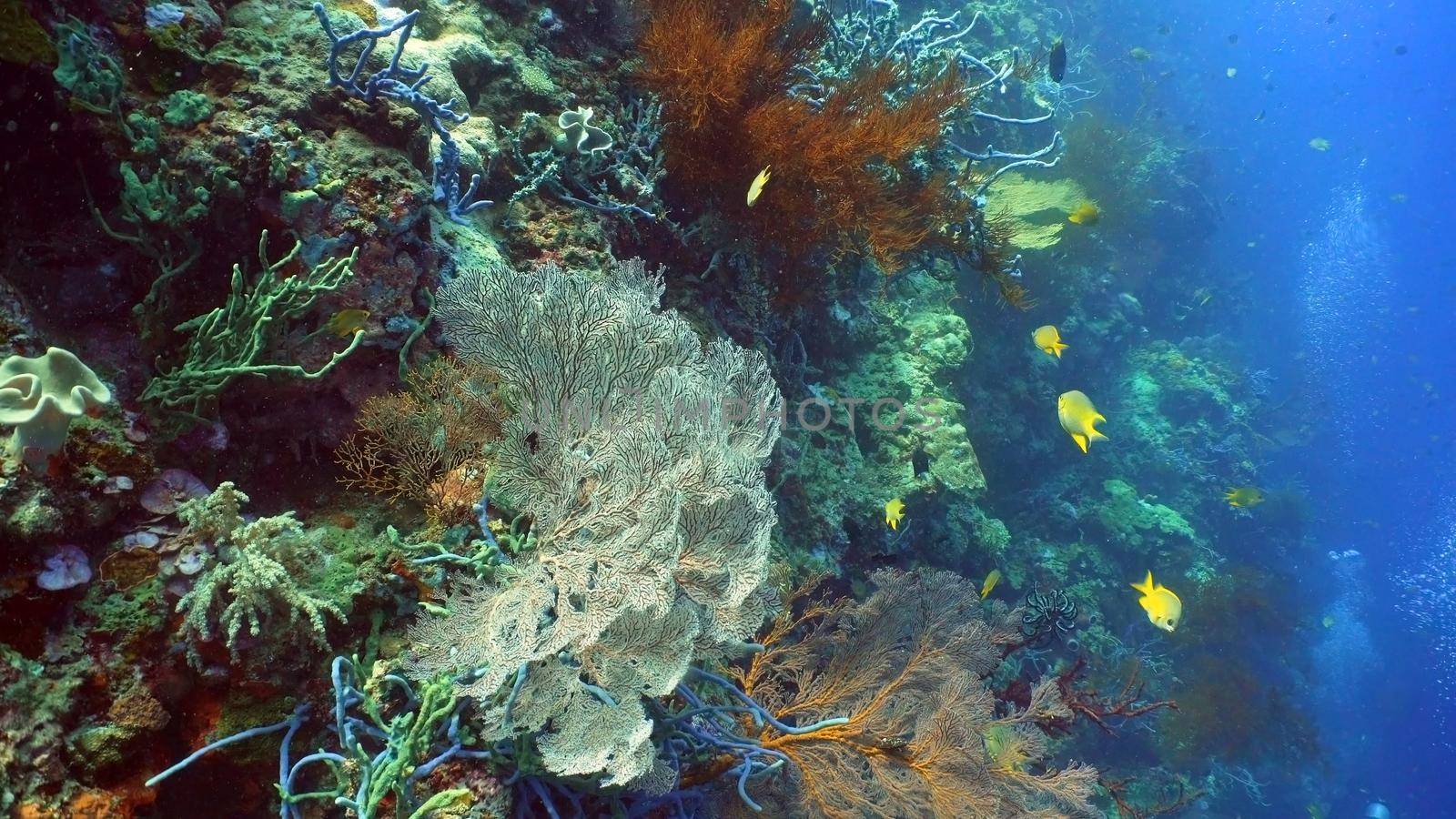 Fish and coral reef. Tropical fish on a coral reef. Wonderful and beautiful underwater world with corals and tropical fish. Hard and soft corals. Diving and snorkeling in the tropical sea. Travel concept.