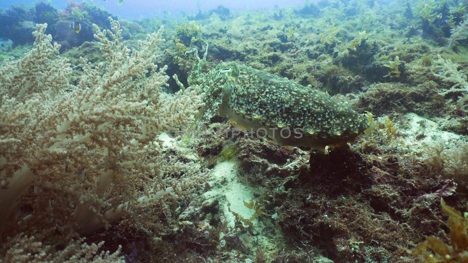 Cuttlefish under water in the ocean on a coral reef. Cuttlefish Sepia officinalis Diving and snorkeling in the tropical sea. Travel concept.