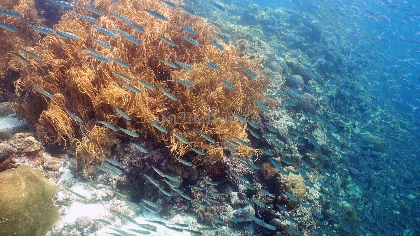 Sardines under water. Shoal sea sardines in the blue water of the ocean. Wonderful and beautiful underwater world with tropical fish. Diving and snorkeling in the tropical sea. Philippines, Moalboal.