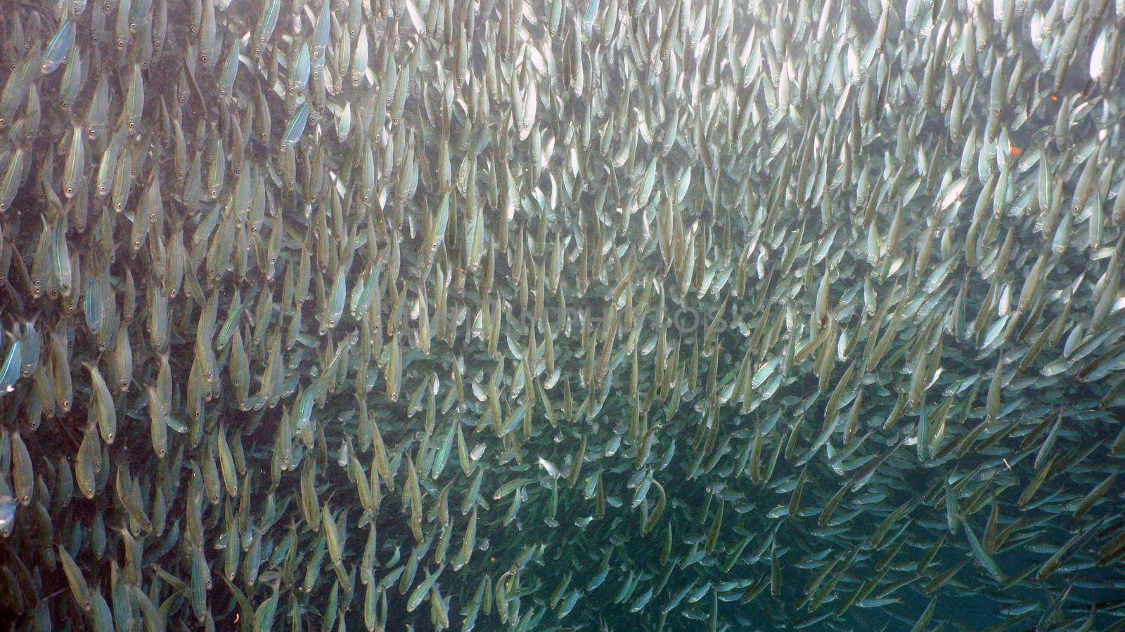 Sardines under water. Shoal sea sardines in the blue water of the ocean. Wonderful and beautiful underwater world with tropical fish. Diving and snorkeling in the tropical sea. Philippines, Moalboal.