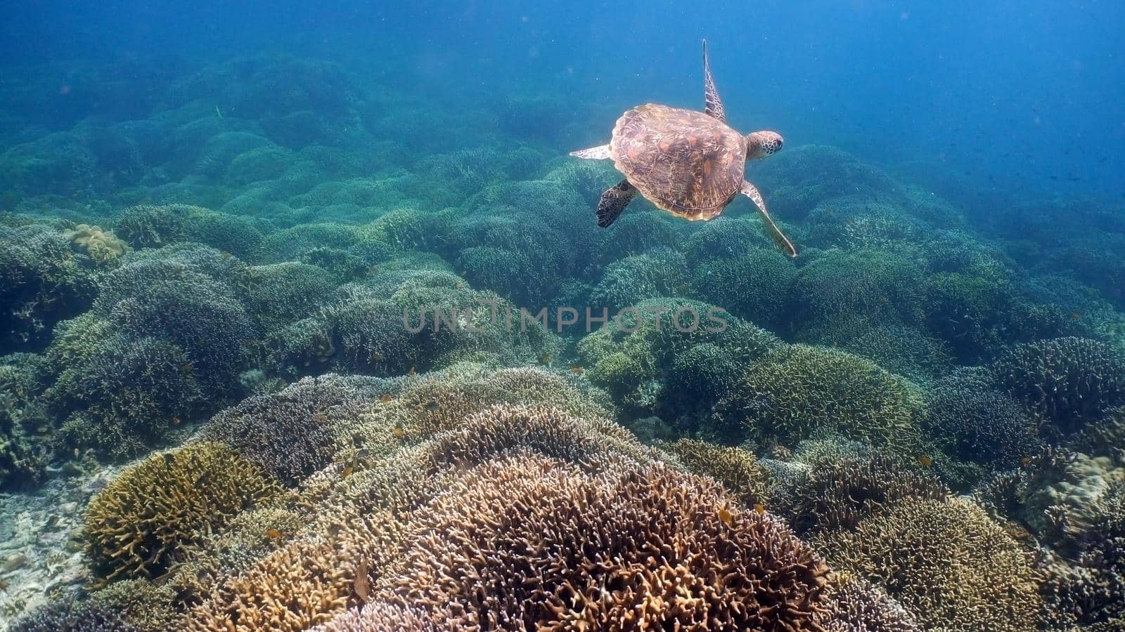 Sea turtle swimming underwater over corals. Sea turtle moves its flippers in the ocean under water. Wonderful and beautiful underwater world. Diving and snorkeling in the tropical sea. Philippines.