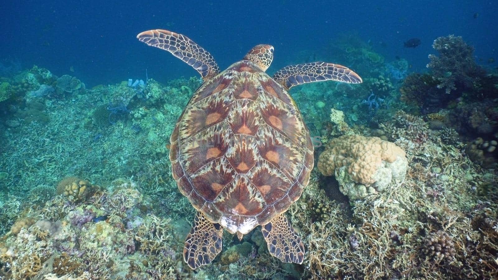 Sea turtle swimming underwater over corals. Sea turtle moves its flippers in the ocean under water. Wonderful and beautiful underwater world. Diving and snorkeling in the tropical sea. Philippines.