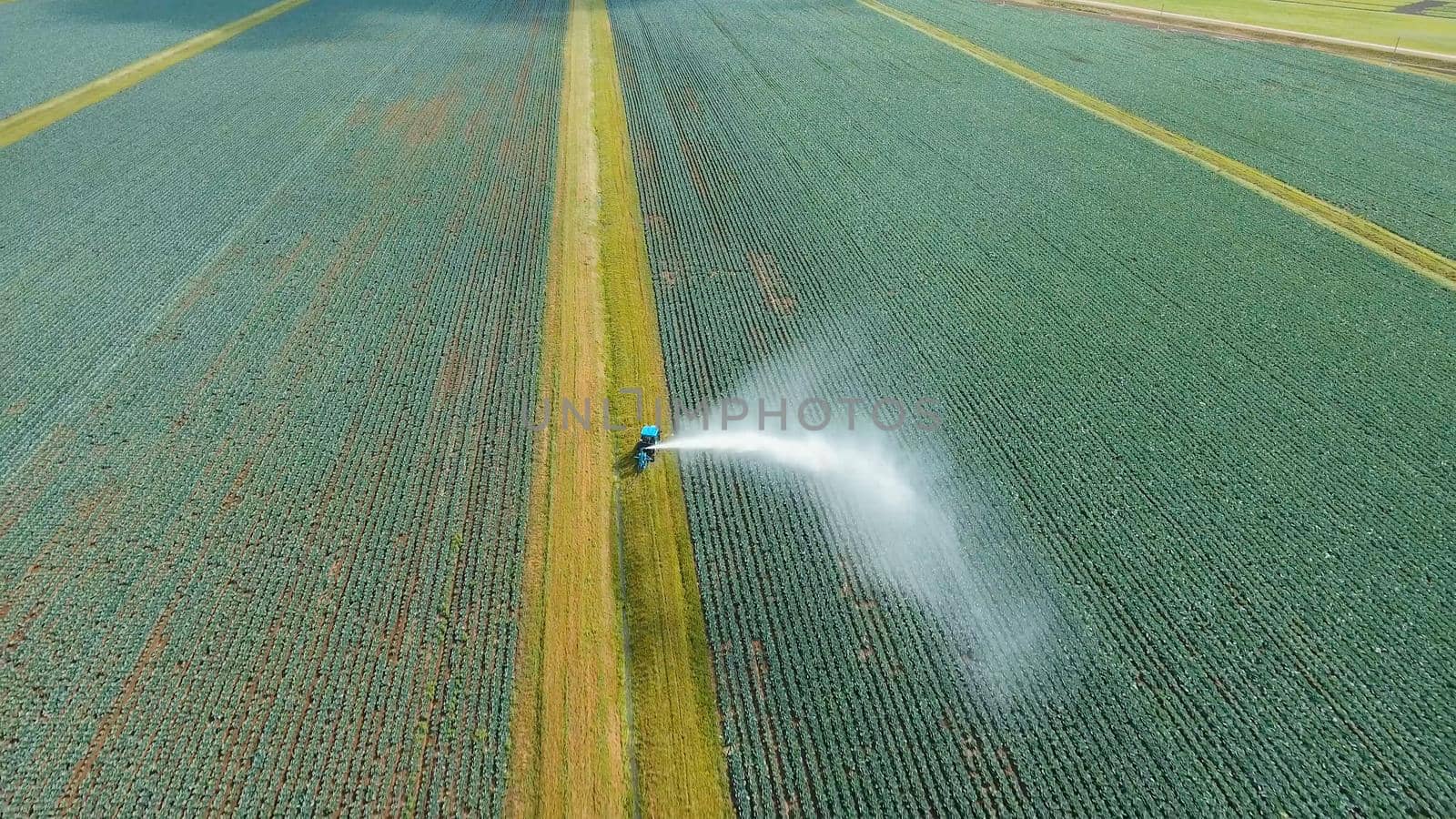 Aerial view: Irrigation equipment watering cabbage field. Irrigation system watering farm field.